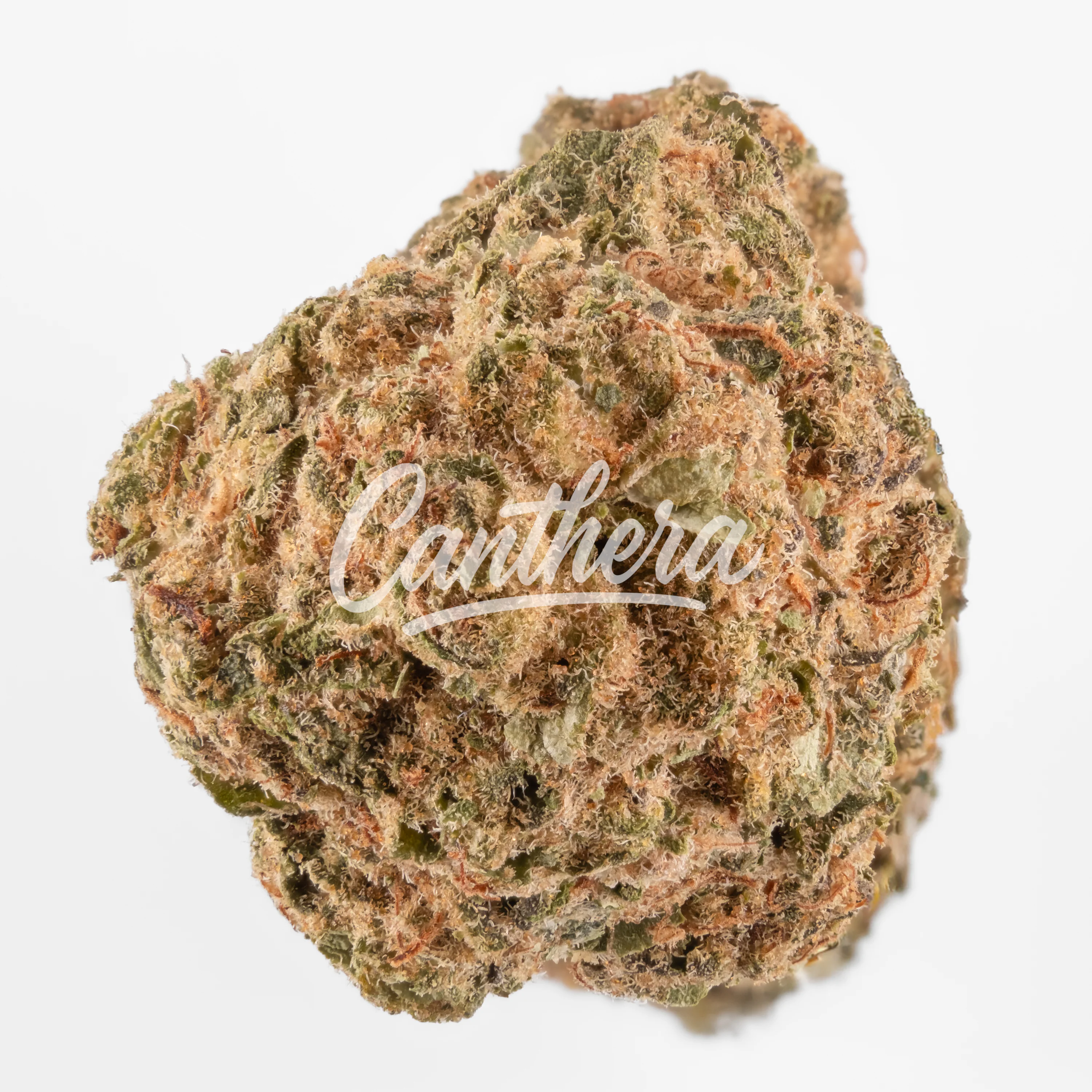 Bava Med 23/1 MAN-CO Mandarin Cookies Bava Med 23/1 MAN-CO Mandarin Cookies