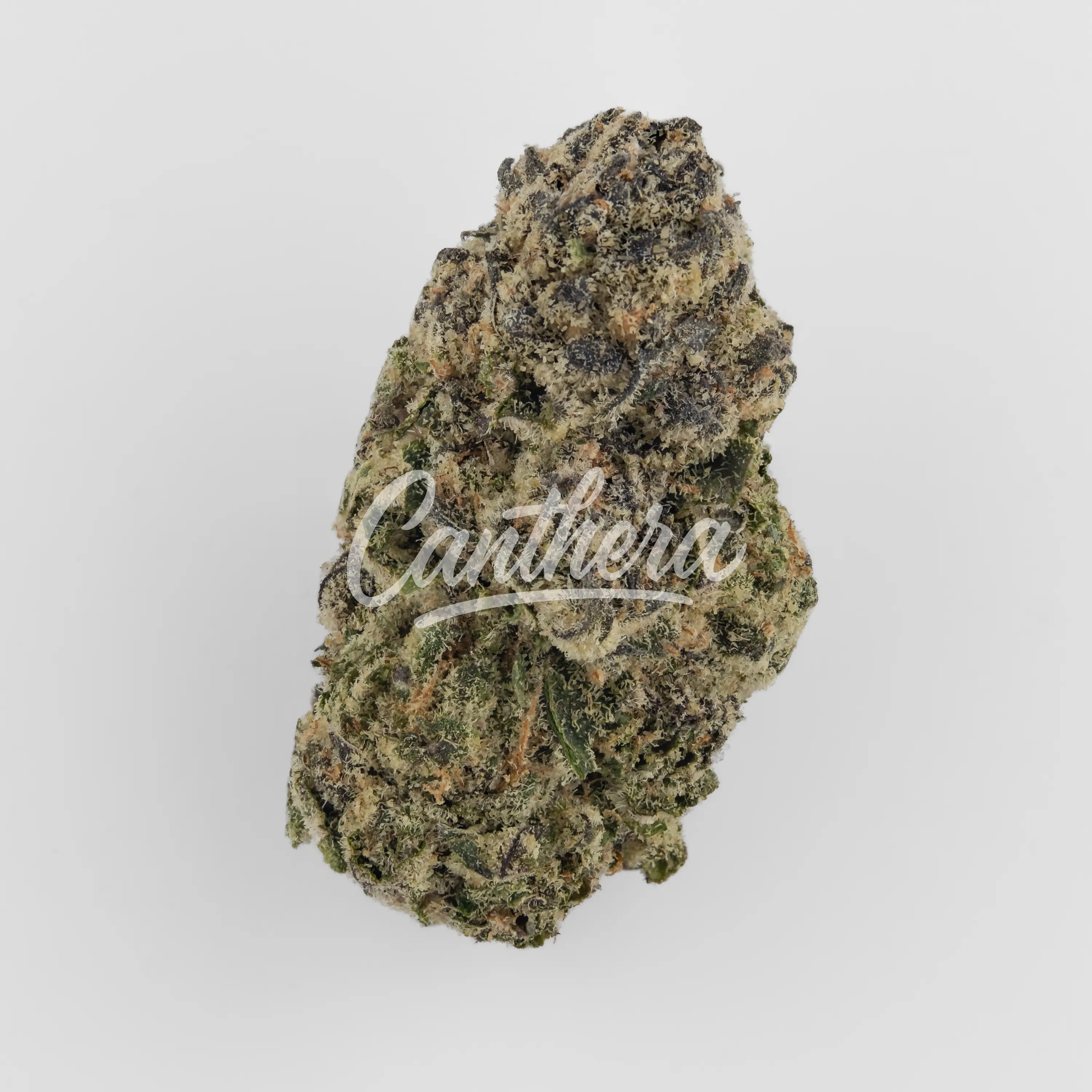 Cannamedical Sativa forte NM - Wedding Tree Nahaufnahme einer medizinischen Cannabisblüte