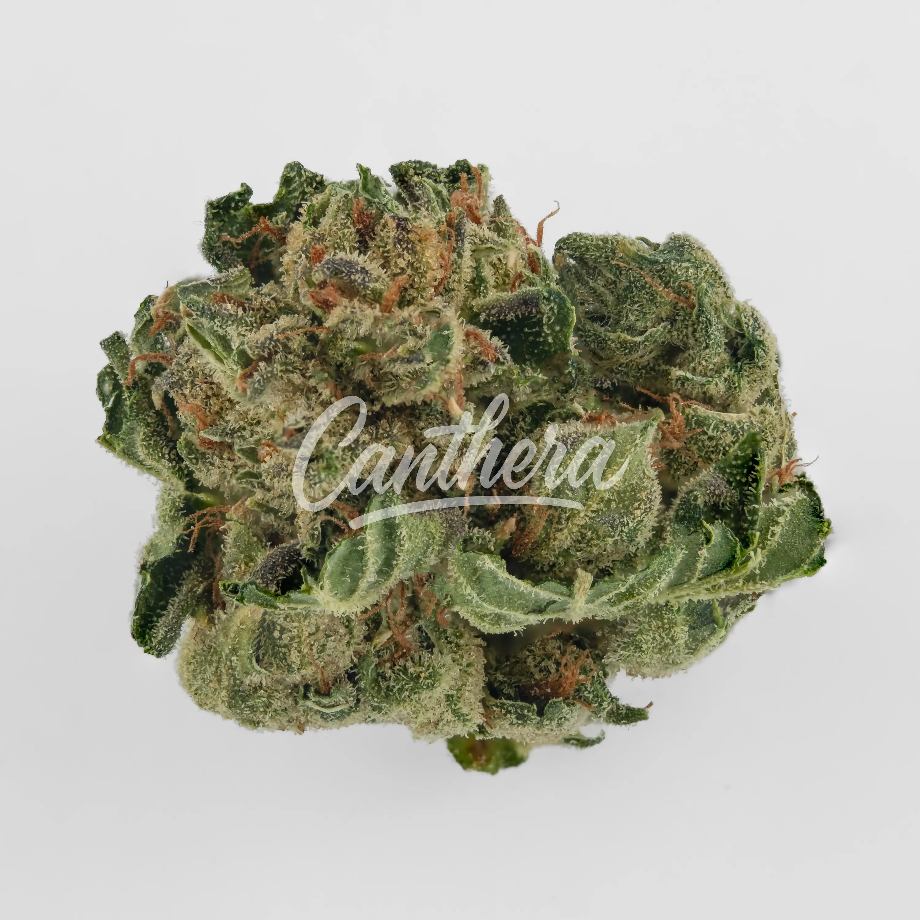 Nahaufnahme einer medizinischen Cannabisblüte