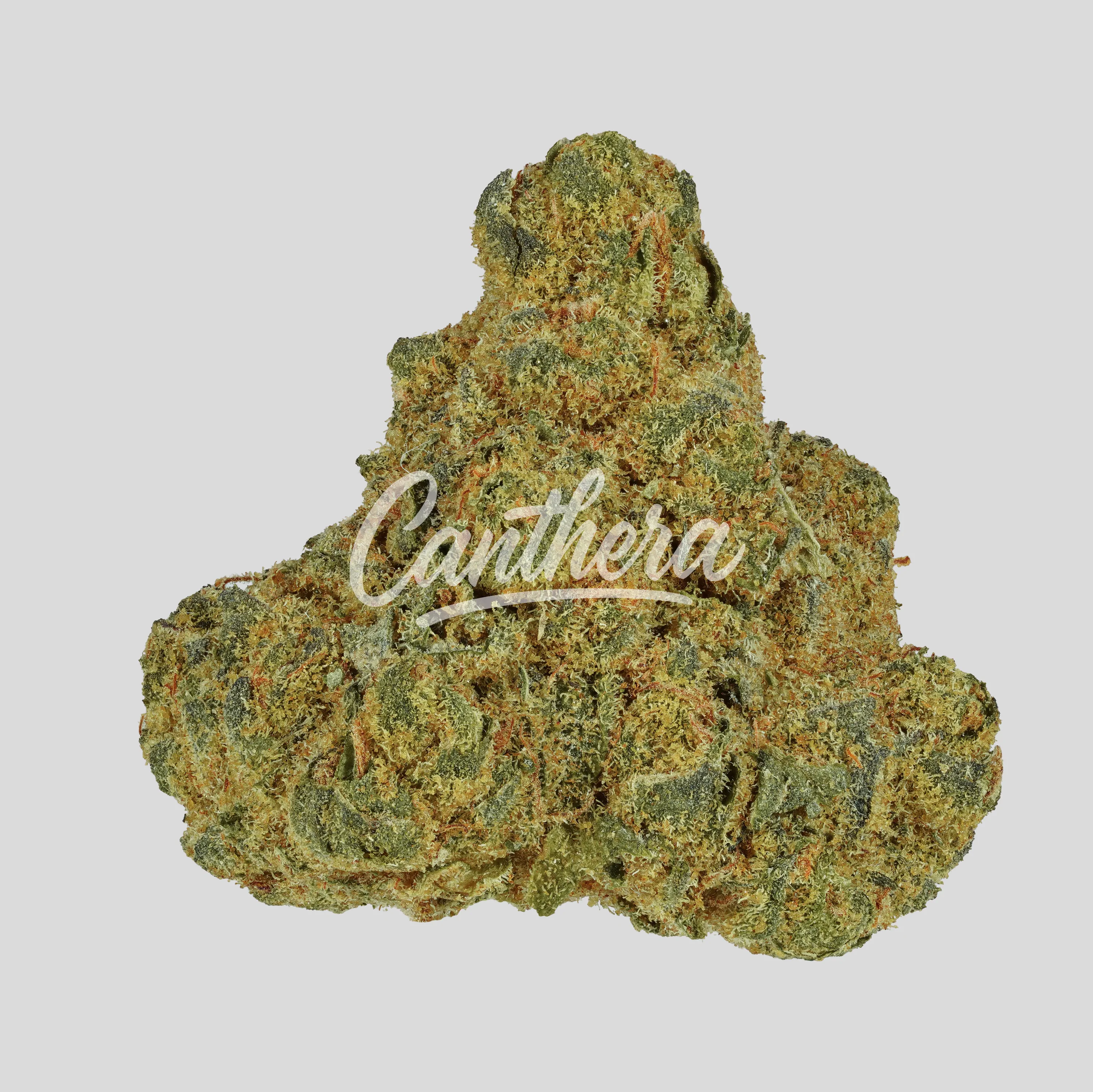 Apollo 25/1 PSI - Black Rainbow Sherbert