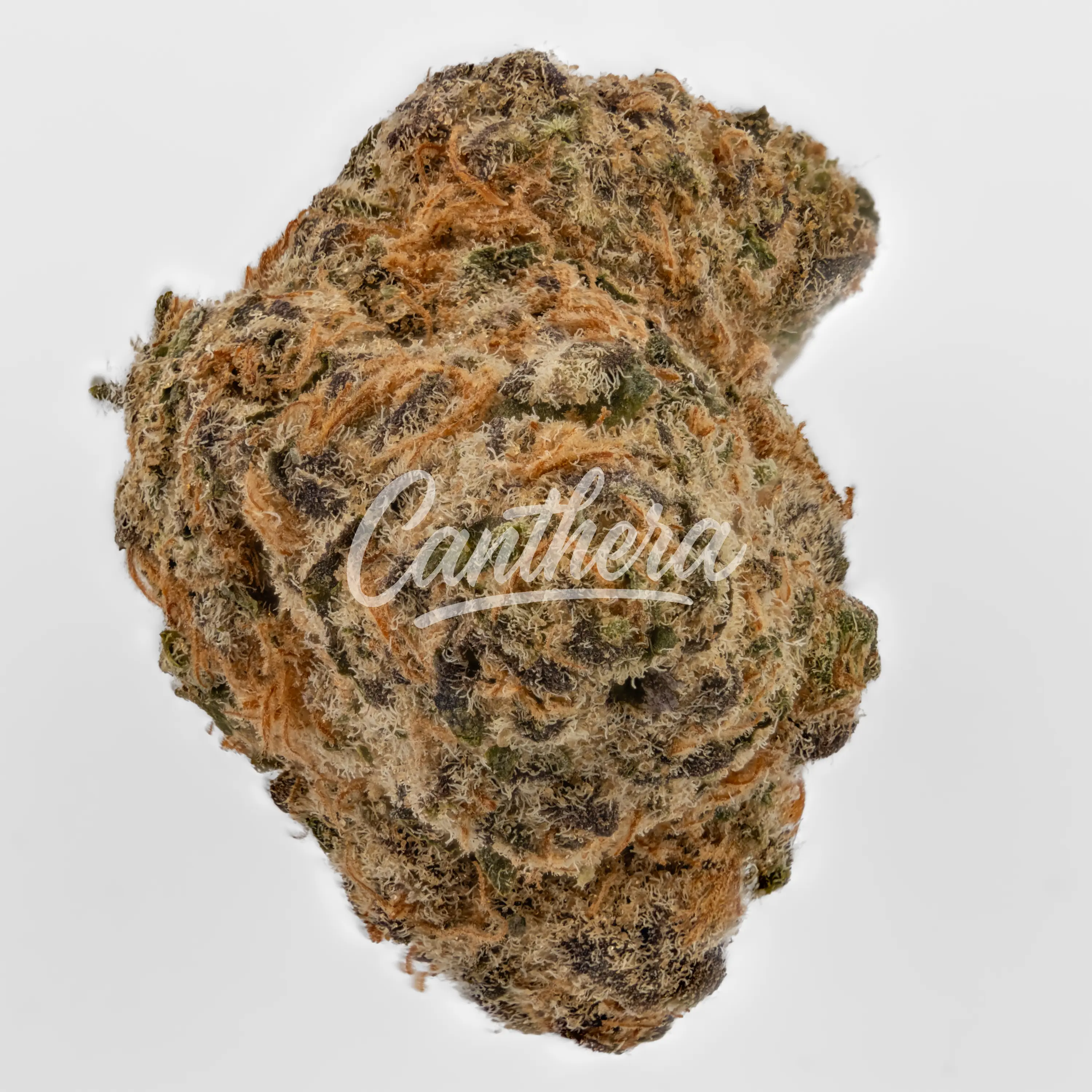 Nahaufnahme einer medizinischen Cannabisblüte