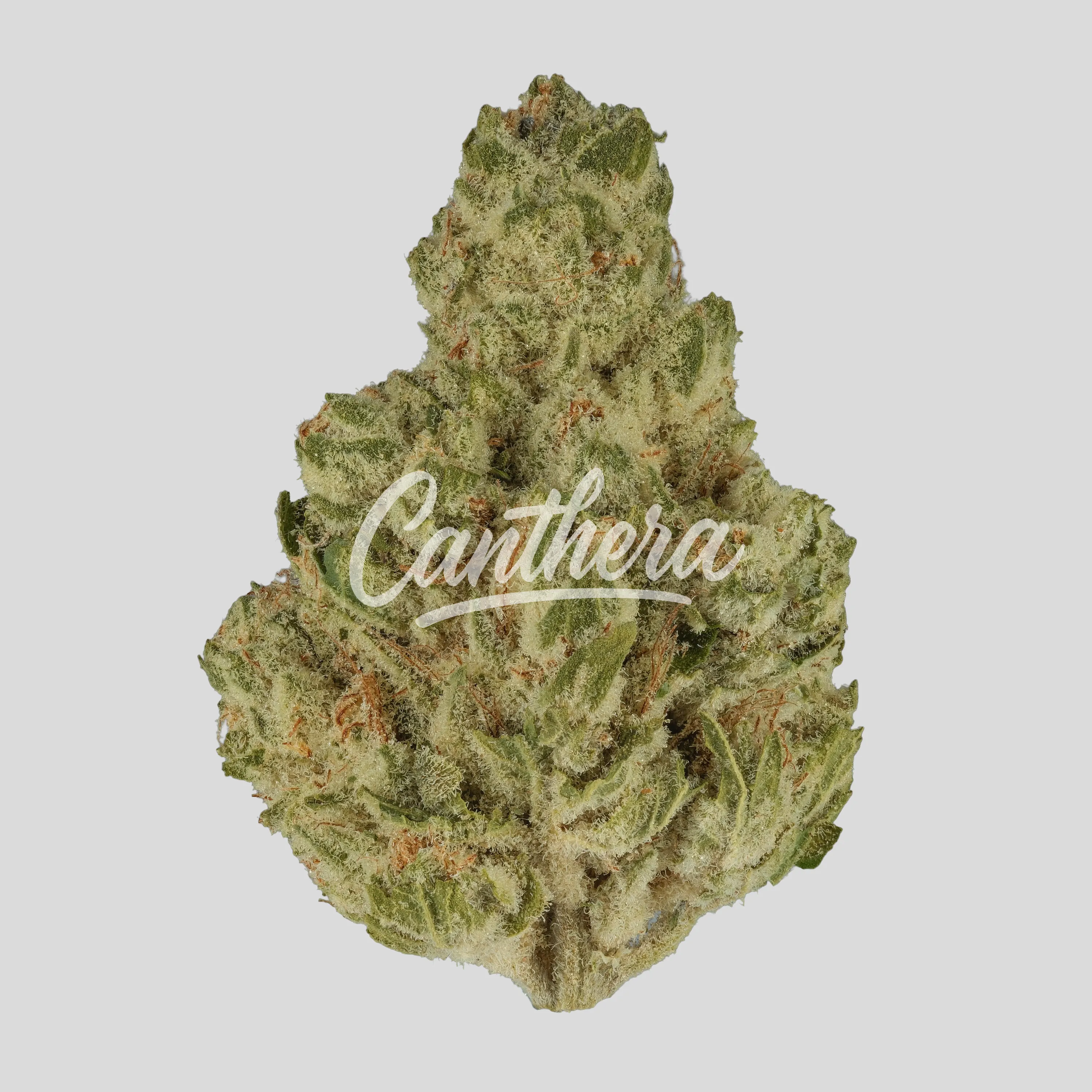 ZOIKS 22/1 - Ben & Berries