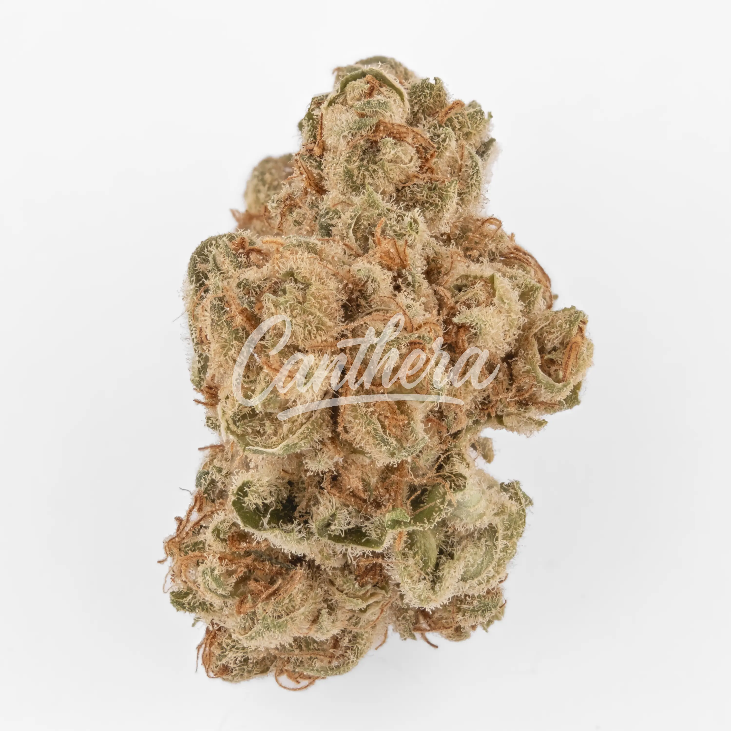 Nimbus easy 20/1 - Hellfire Nahaufnahme einer medizinischen Cannabisblüte