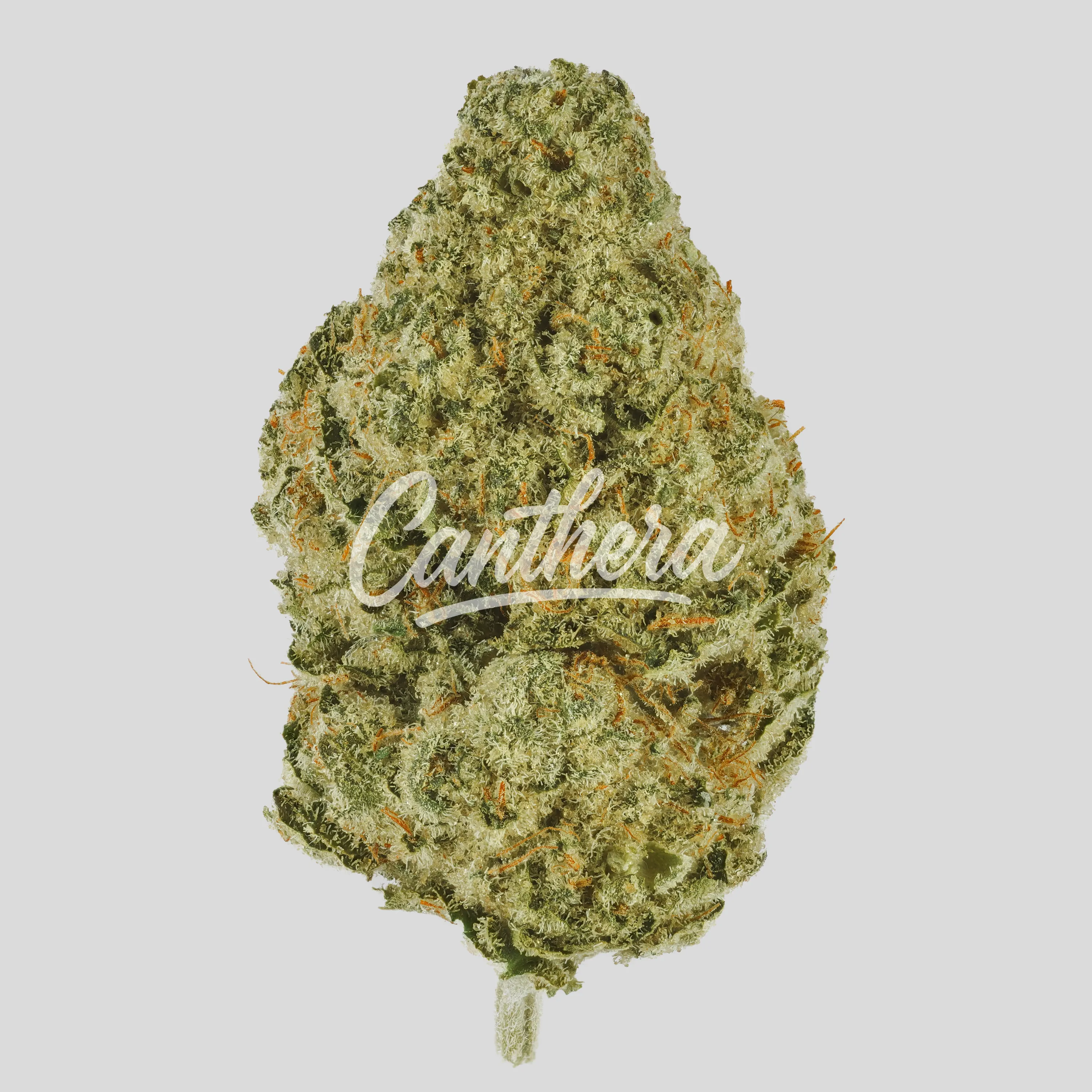 Luana 28/1 Pine - Solpina Magic