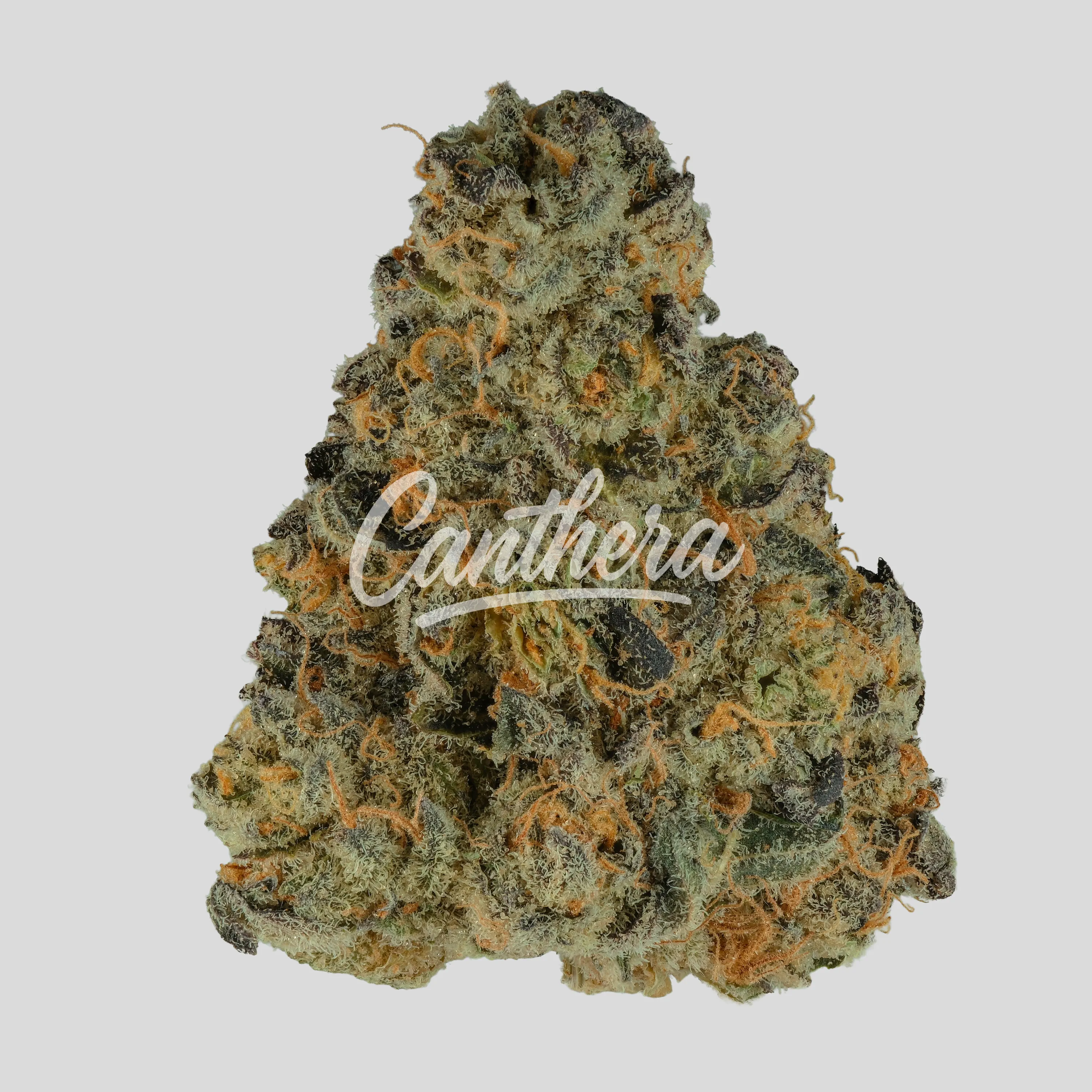 CRF GBRC 26/1 Glitterbomb x Rainbow Cheddar CRF GBRC 26/1 Glitterbomb x Rainbow Cheddar