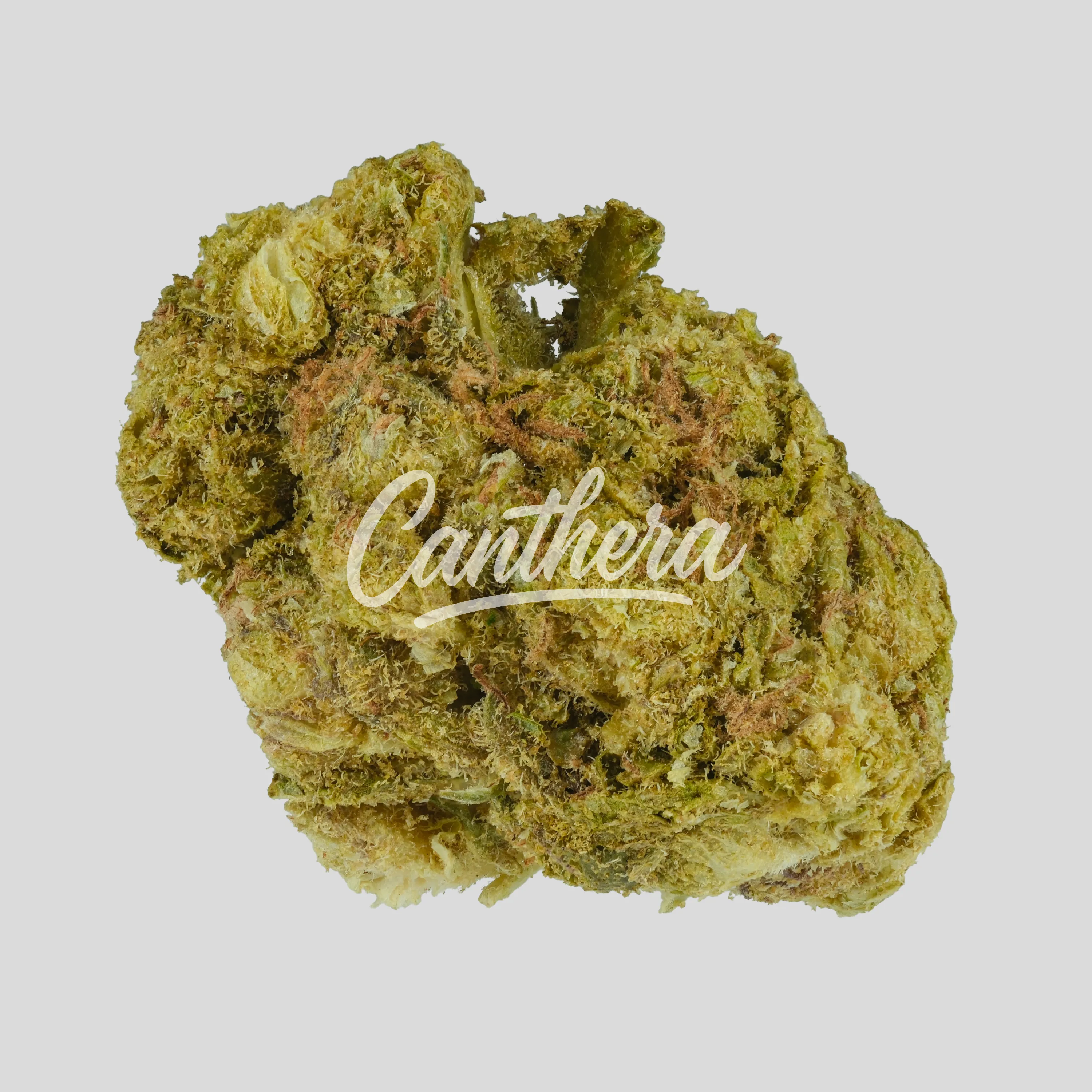 NICE 26/1 PJ - Platinum Jack