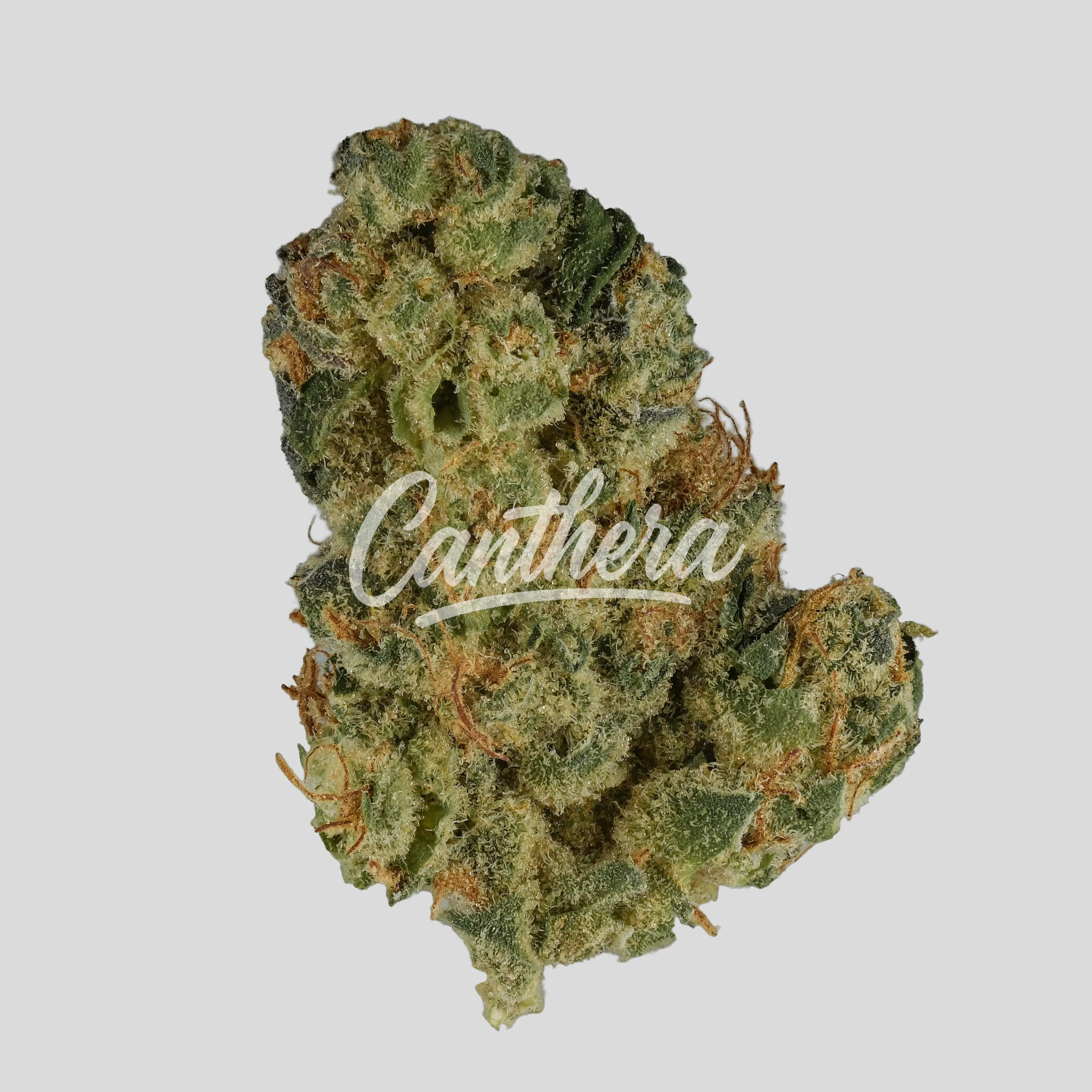 NICE 28/1 GSC Girl Scout Cookies