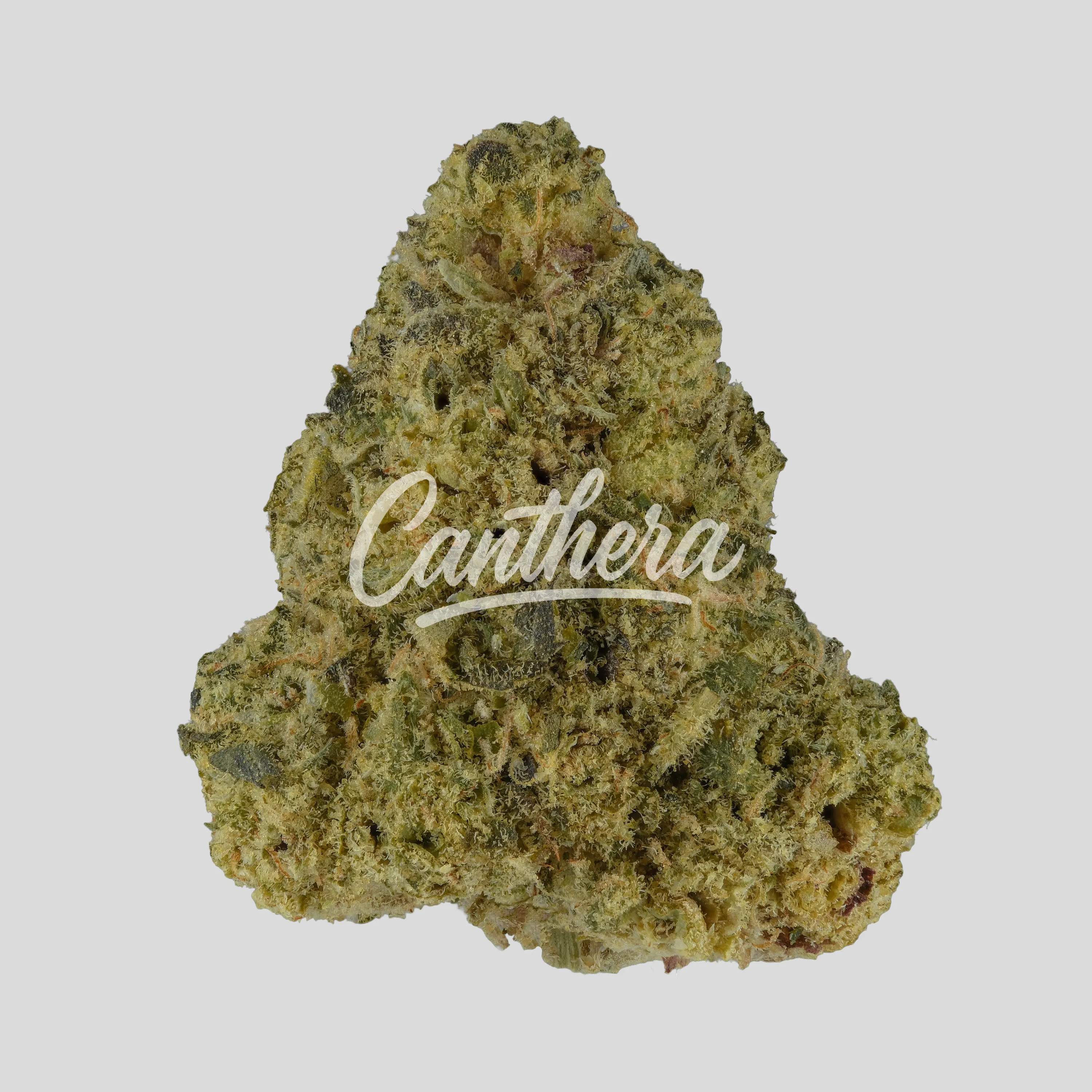 Avaay Signature 31/1 Gossip Gun Avaay Signature 31/1 Gossip Gun