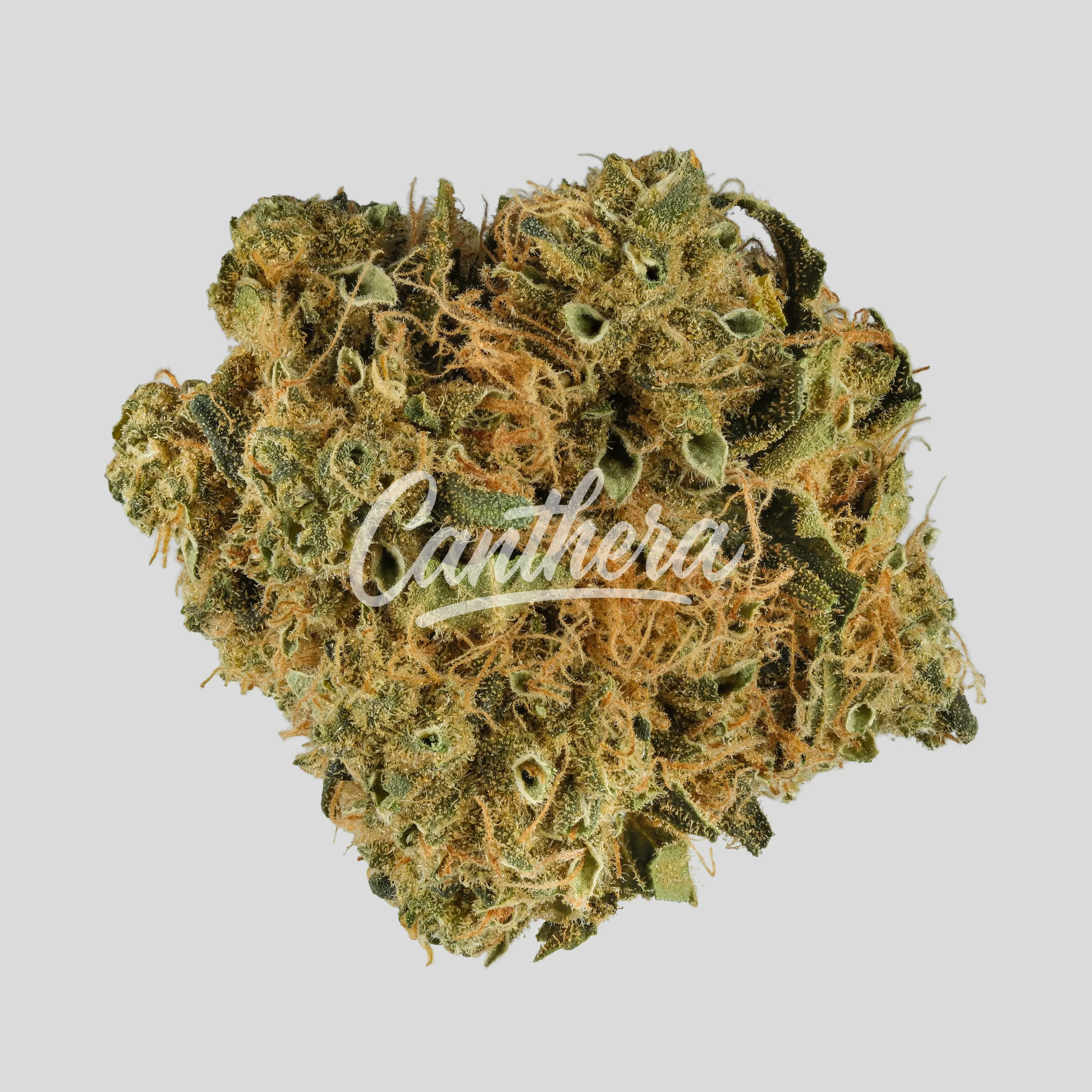 CherryCo 23/01 GOG-K - Gelato OG