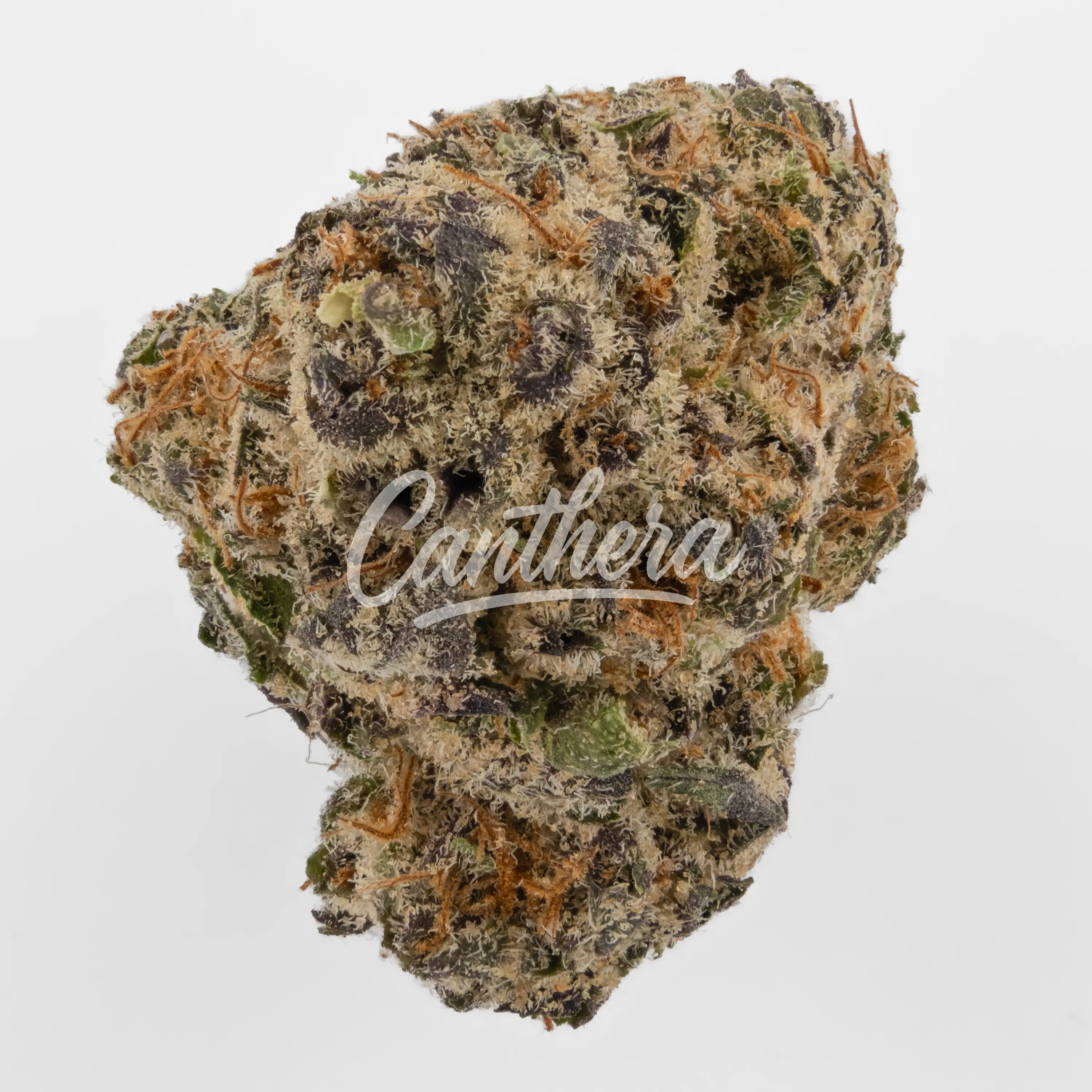 Remexian 27/1 LNL - Purple Octane Nahaufnahme einer medizinischen Cannabisblüte