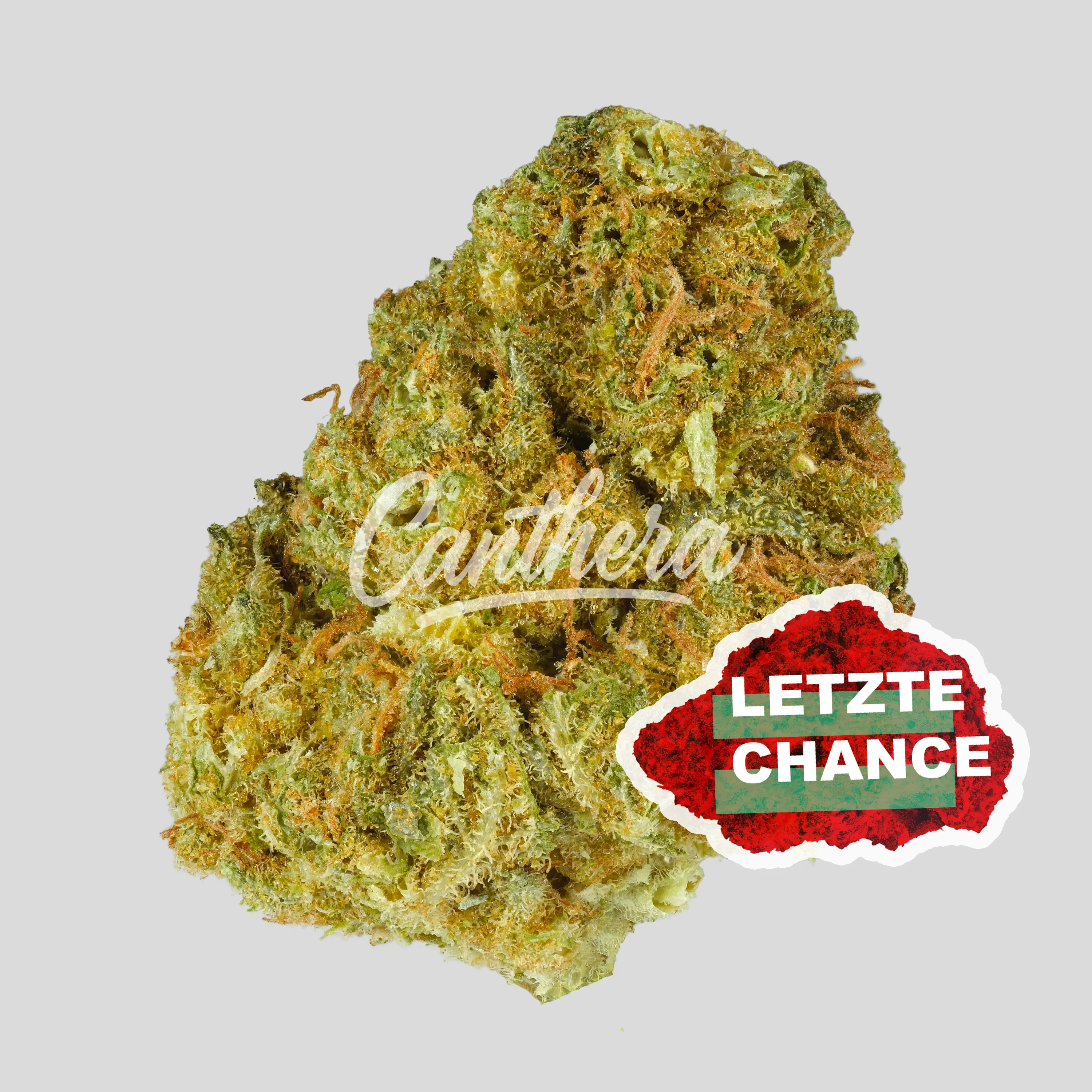 Remexian WTF 24/1 MIC SGC Sugar Cookies