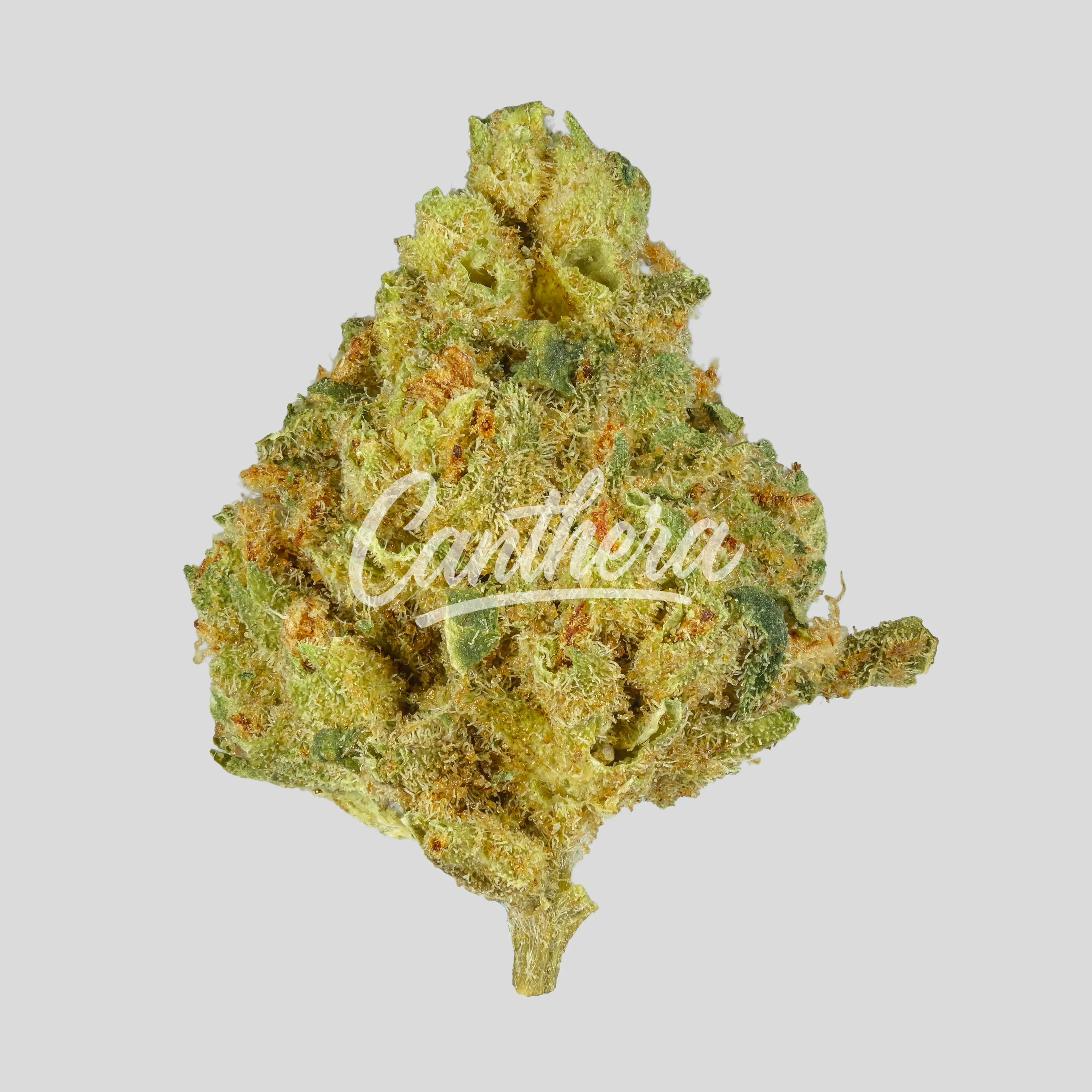 Social Choice 18/1 SEN GTH - Ghost Train Haze