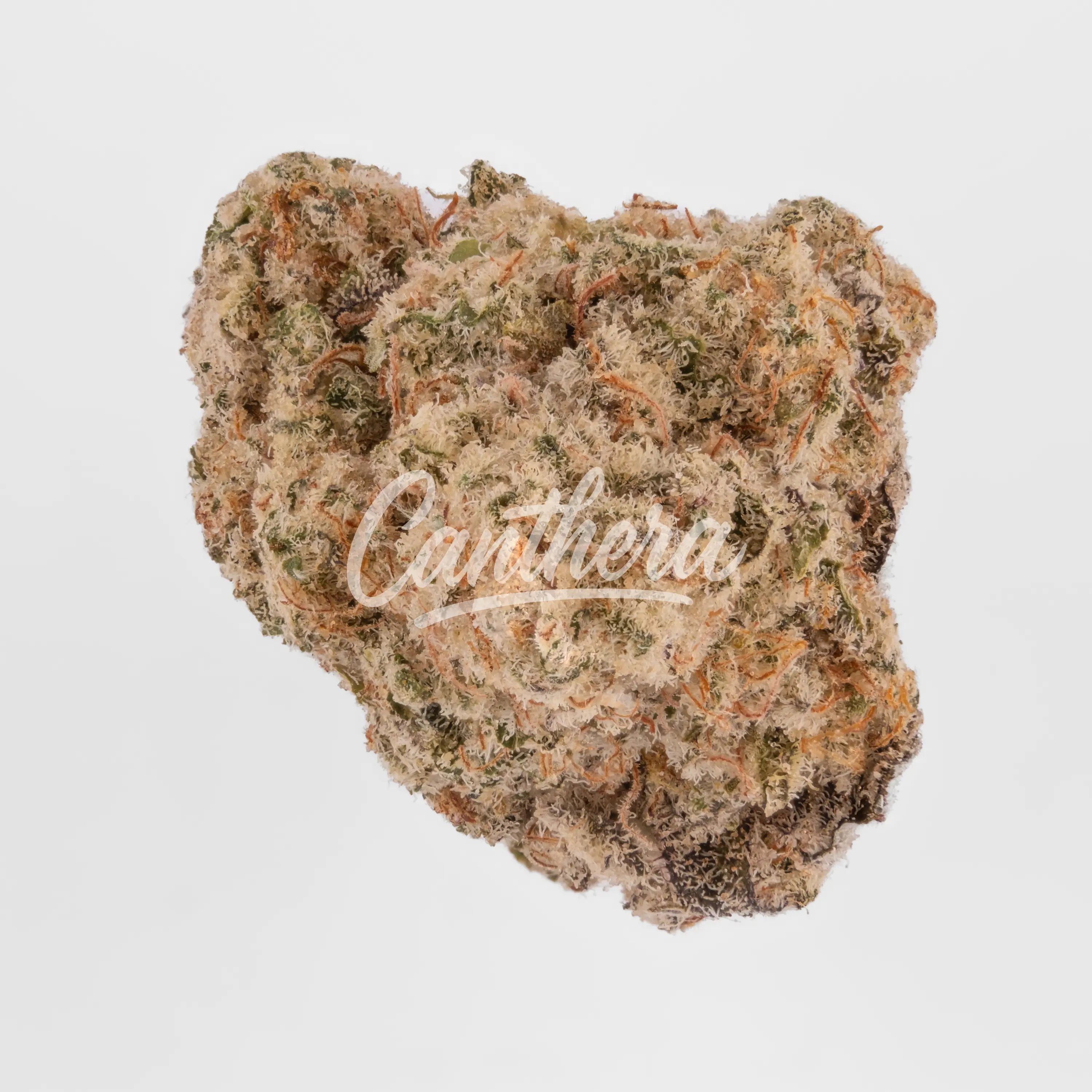 All Nations MD 25/1 - Mac Daddy Nahaufnahme einer medizinischen Cannabisblüte