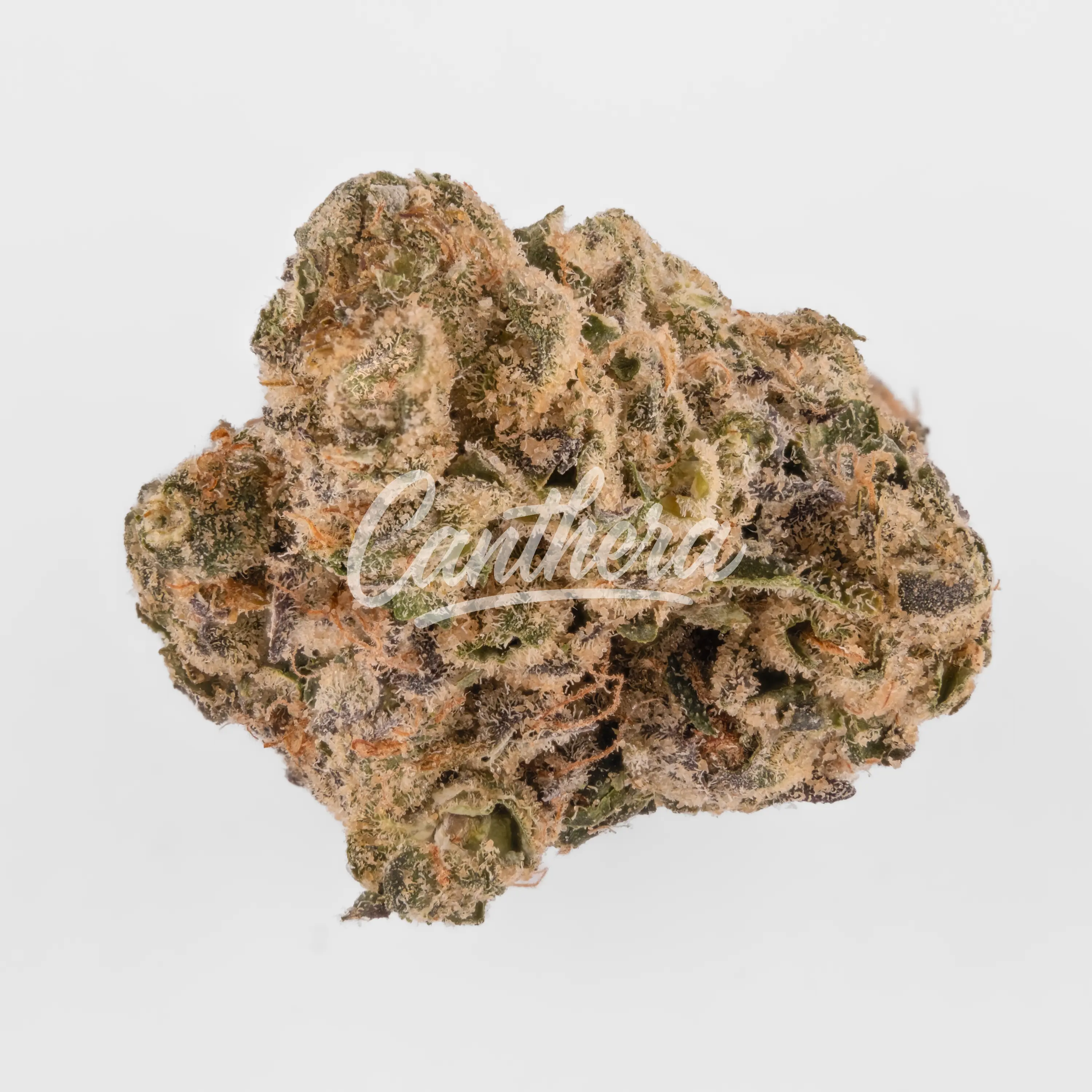 Nahaufnahme einer medizinischen Cannabisblüte