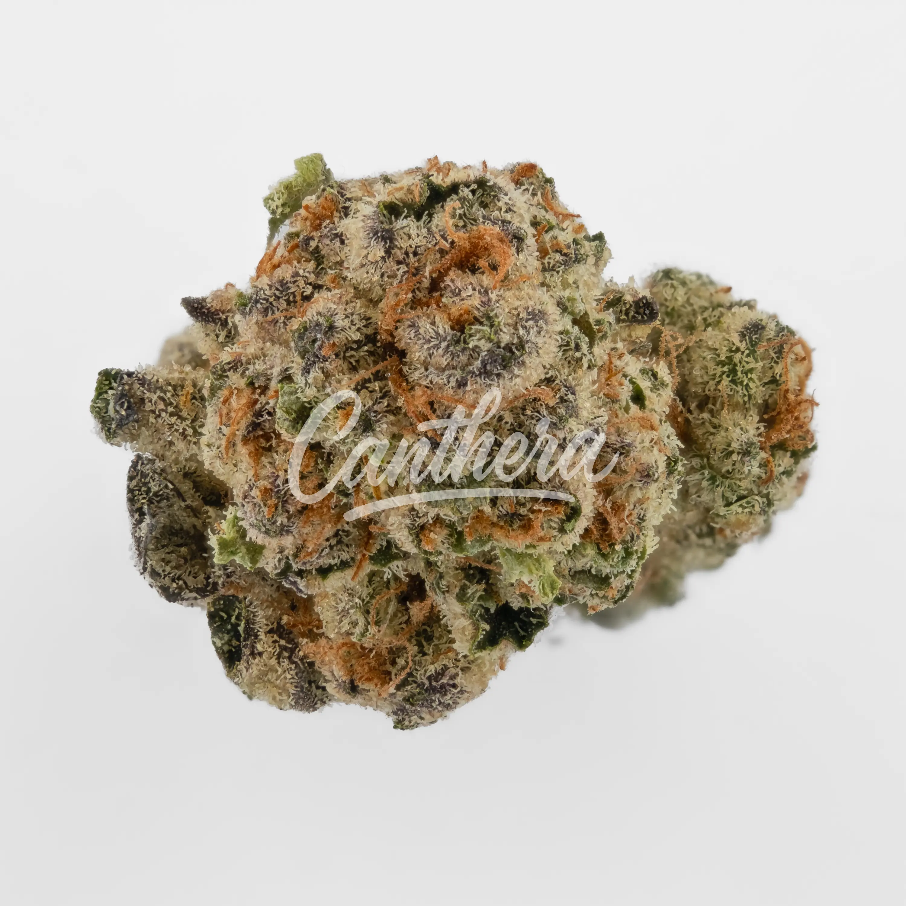 Nahaufnahme einer medizinischen Cannabisblüte