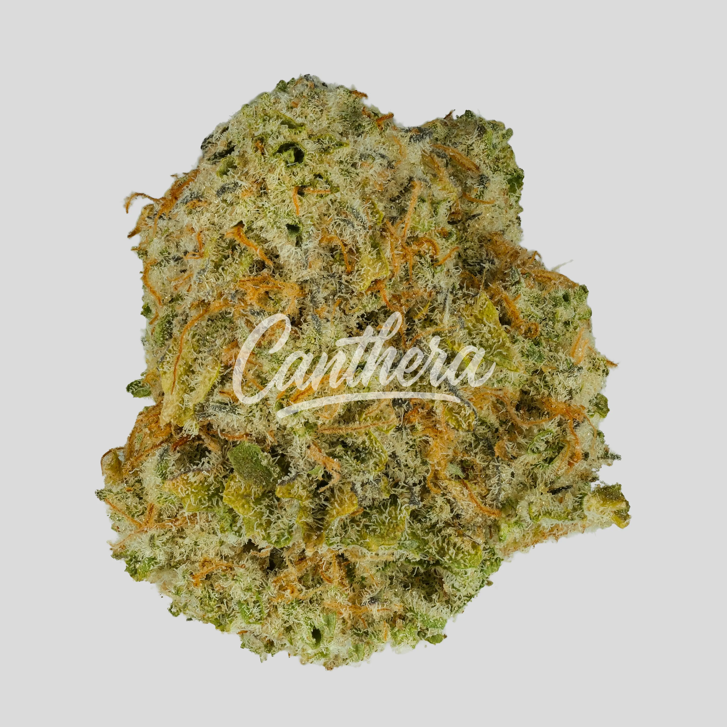 420 Evolution 25/1 CA MAC - MAC 1+ 420 Evolution 25/1 CA MAC - MAC 1+