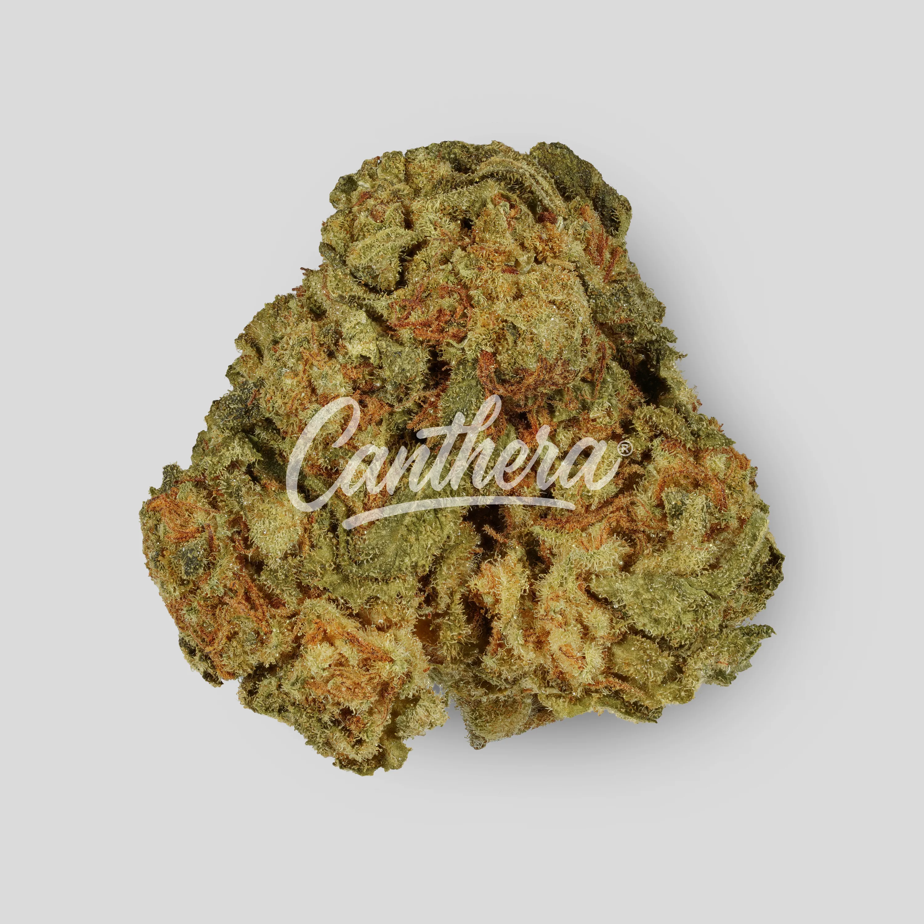 Canthera Budget 24/1 PAB Papaya Bomb Canthera Budget 24/1 PAB Papaya Bomb