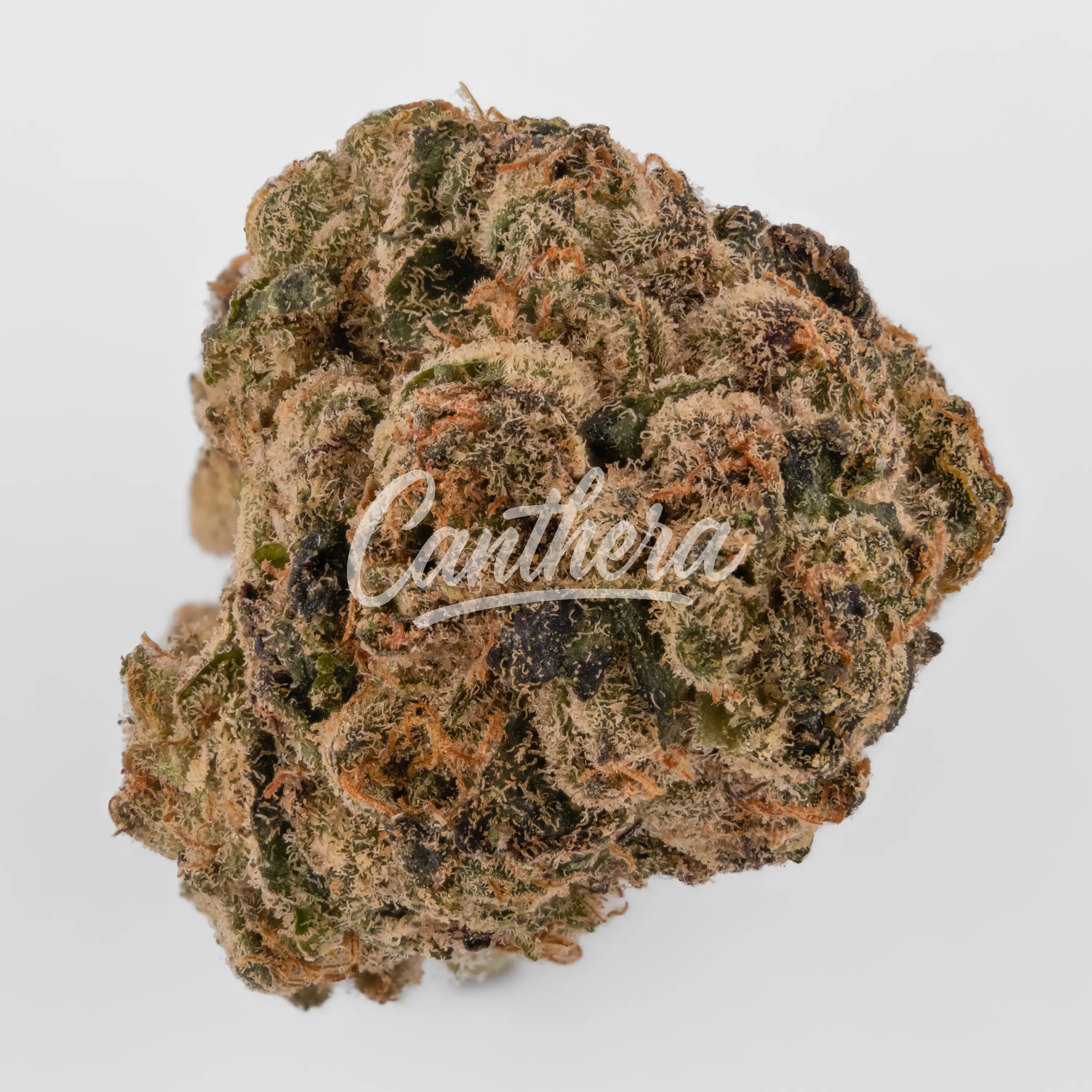 Nahaufnahme einer medizinischen Cannabisblüte