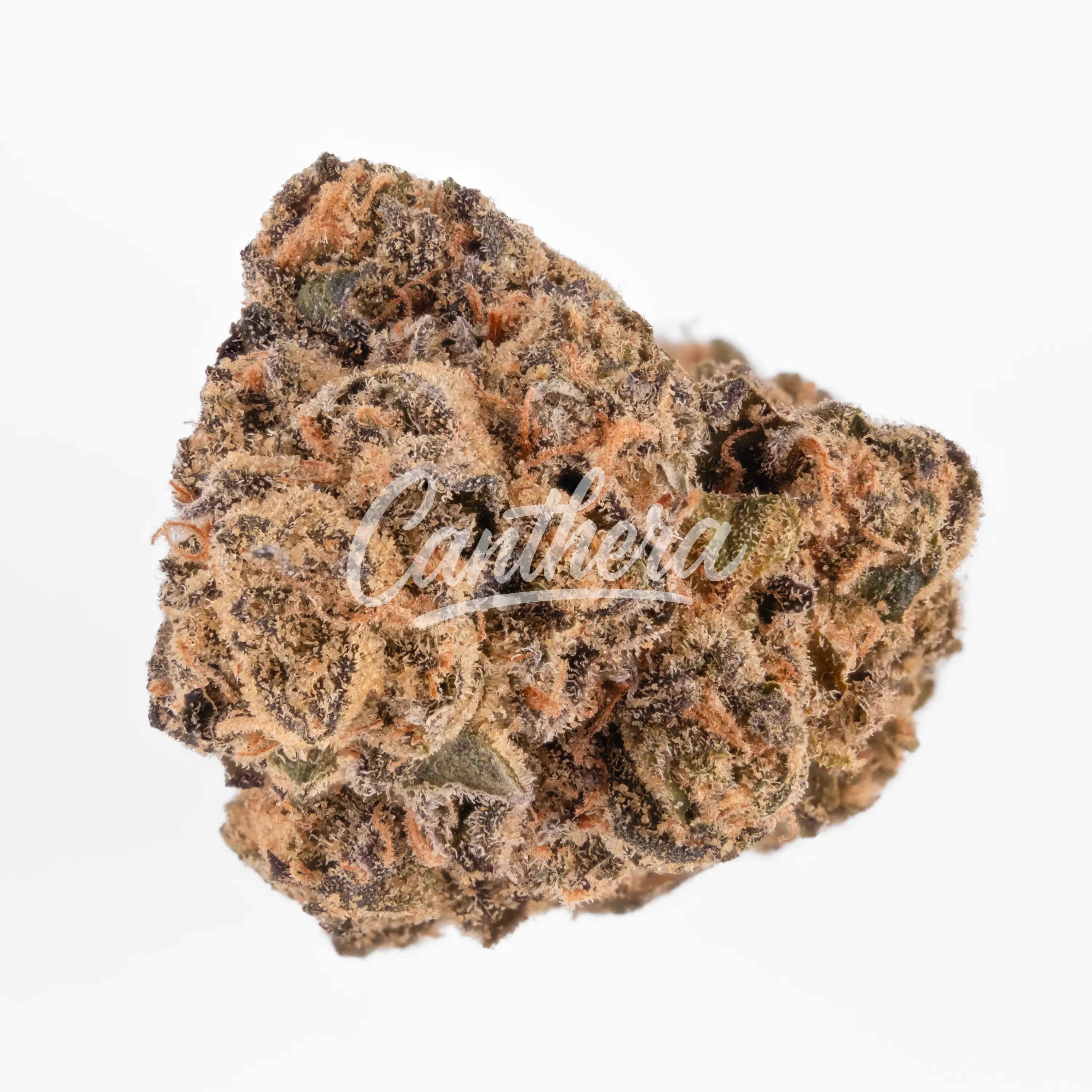 J.R. Strain GP 31/1 Gastro Pop