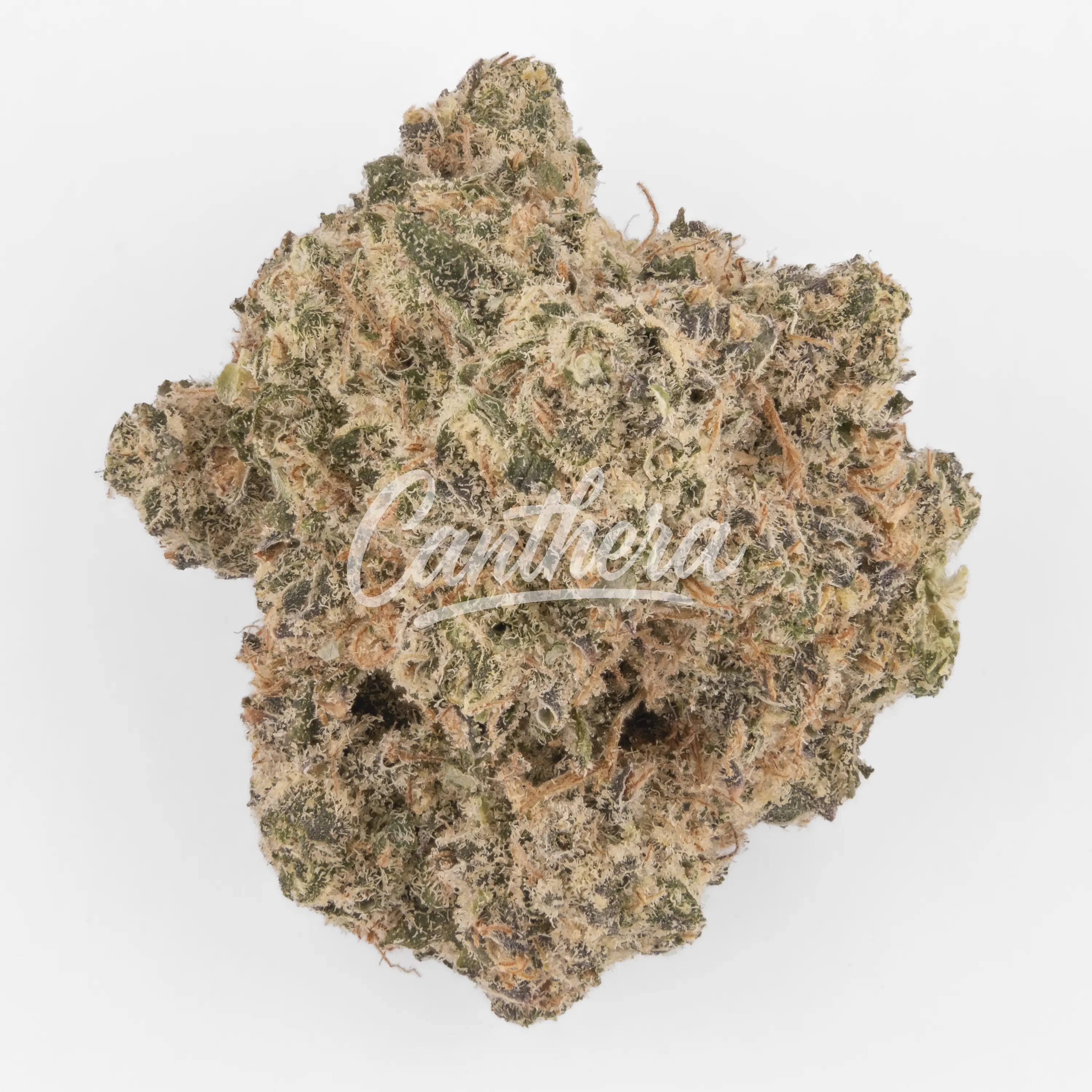 Nahaufnahme einer medizinischen Cannabisblüte