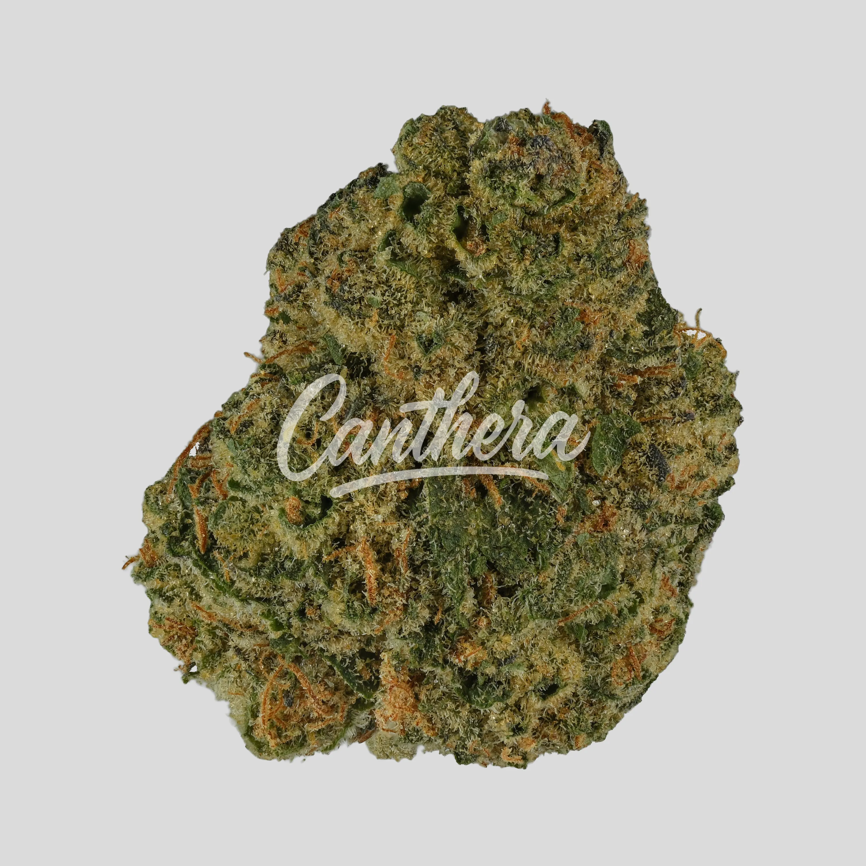 Madrecan 24/1 GB9 - Garlic Budder