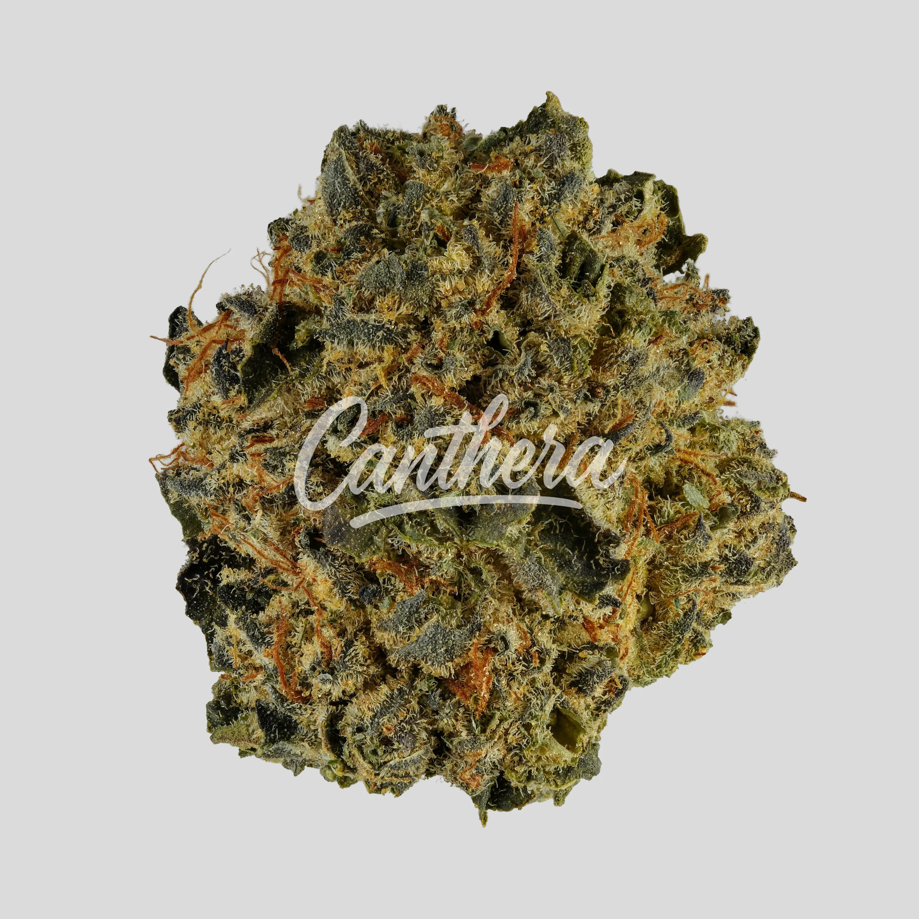 NICE 18/1 SER Seriotica