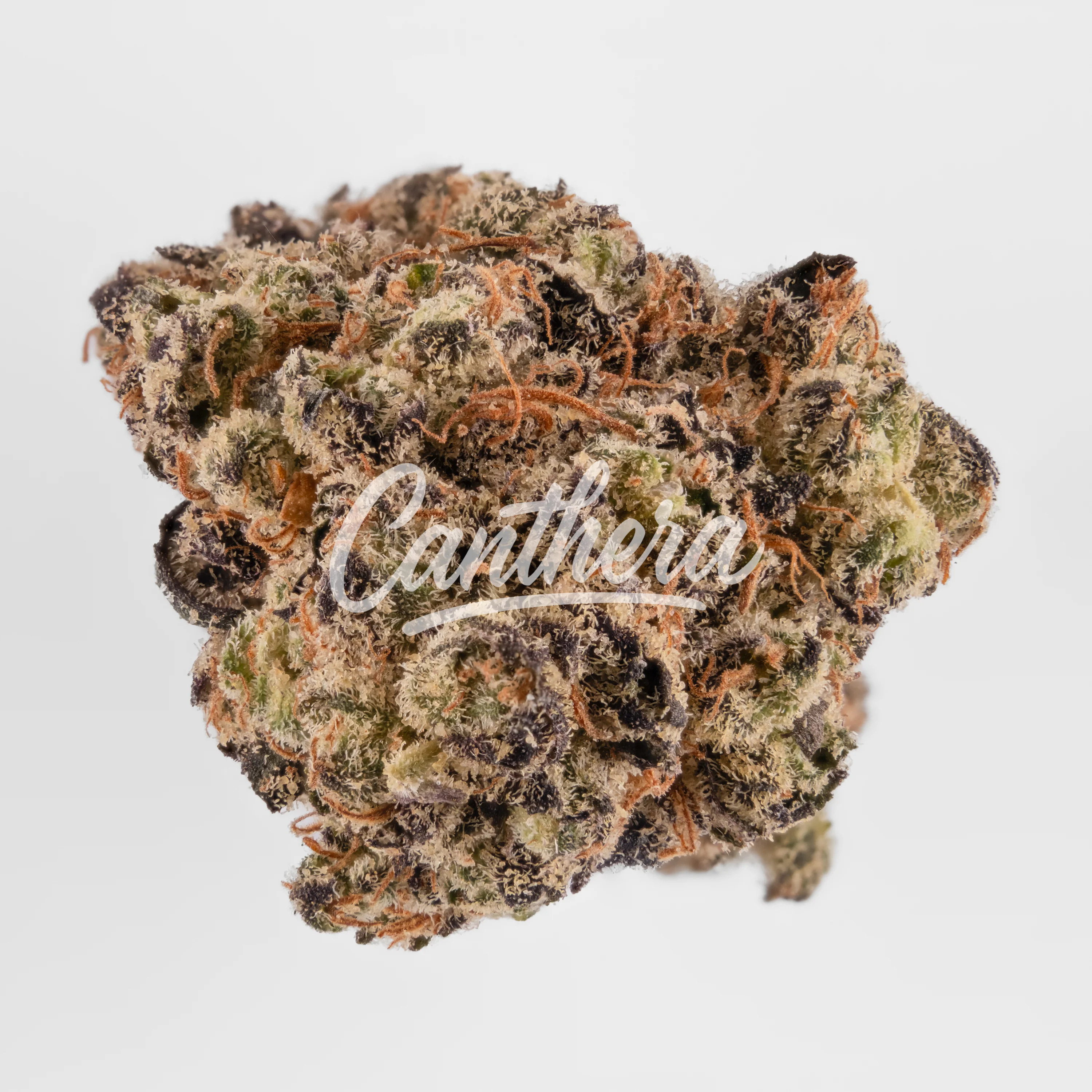 TYSON 2.0 28/1 Alexander The Great