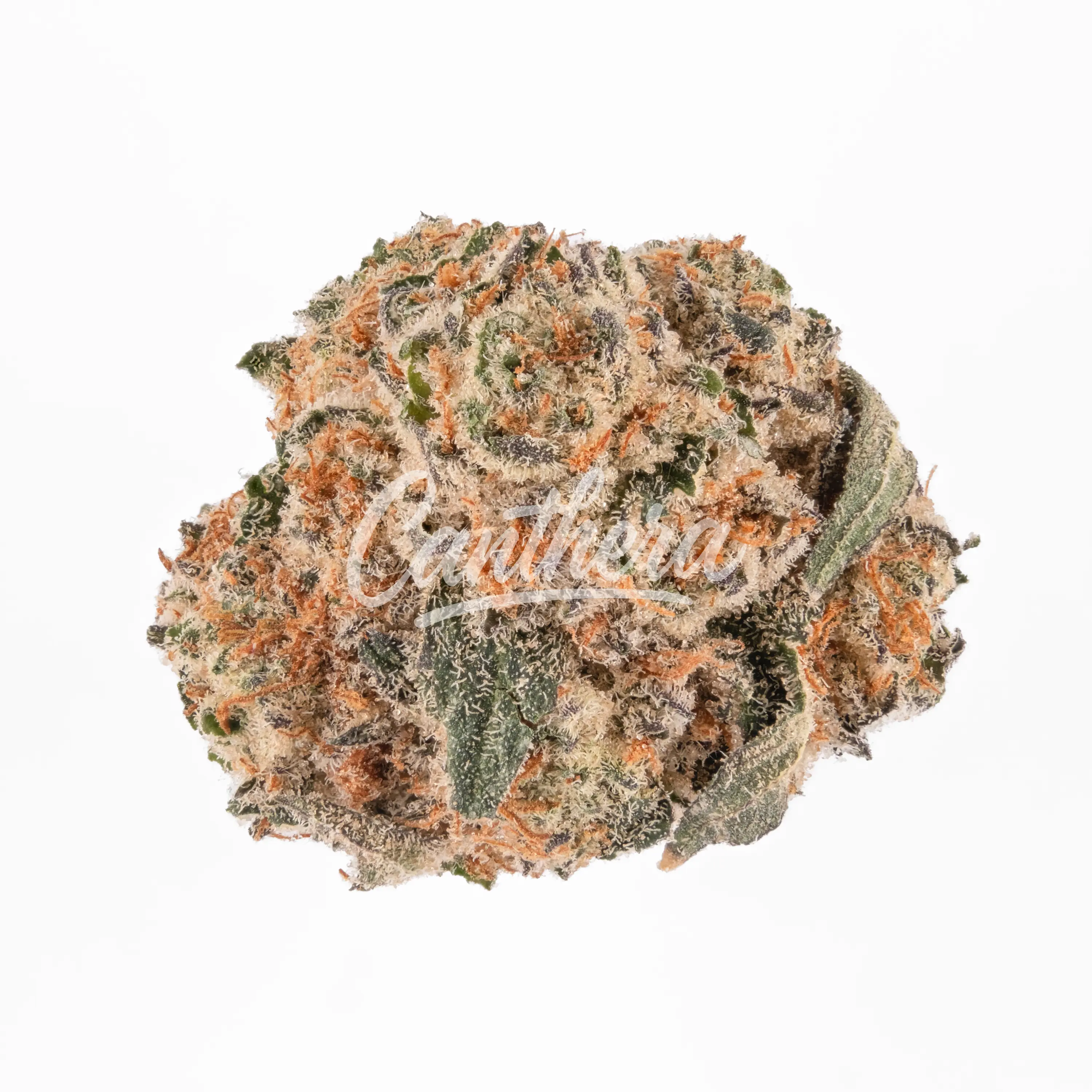 Pedanios 28/1 CMK-CA - Chemango Kush Pedanios 28/1 CMK-CA - Chemango Kush