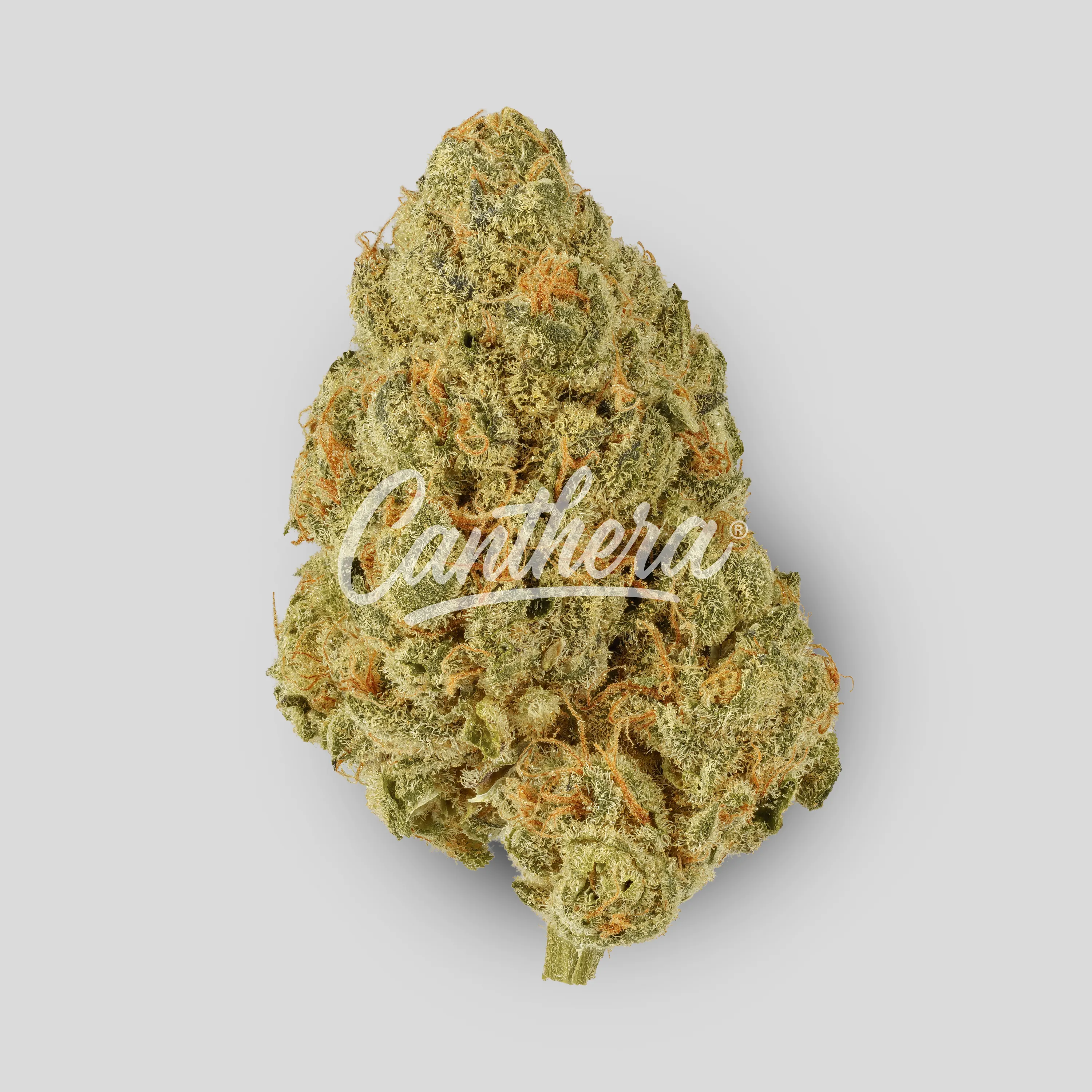 NICE 22/1 BCC - Blueberry Cheesecake