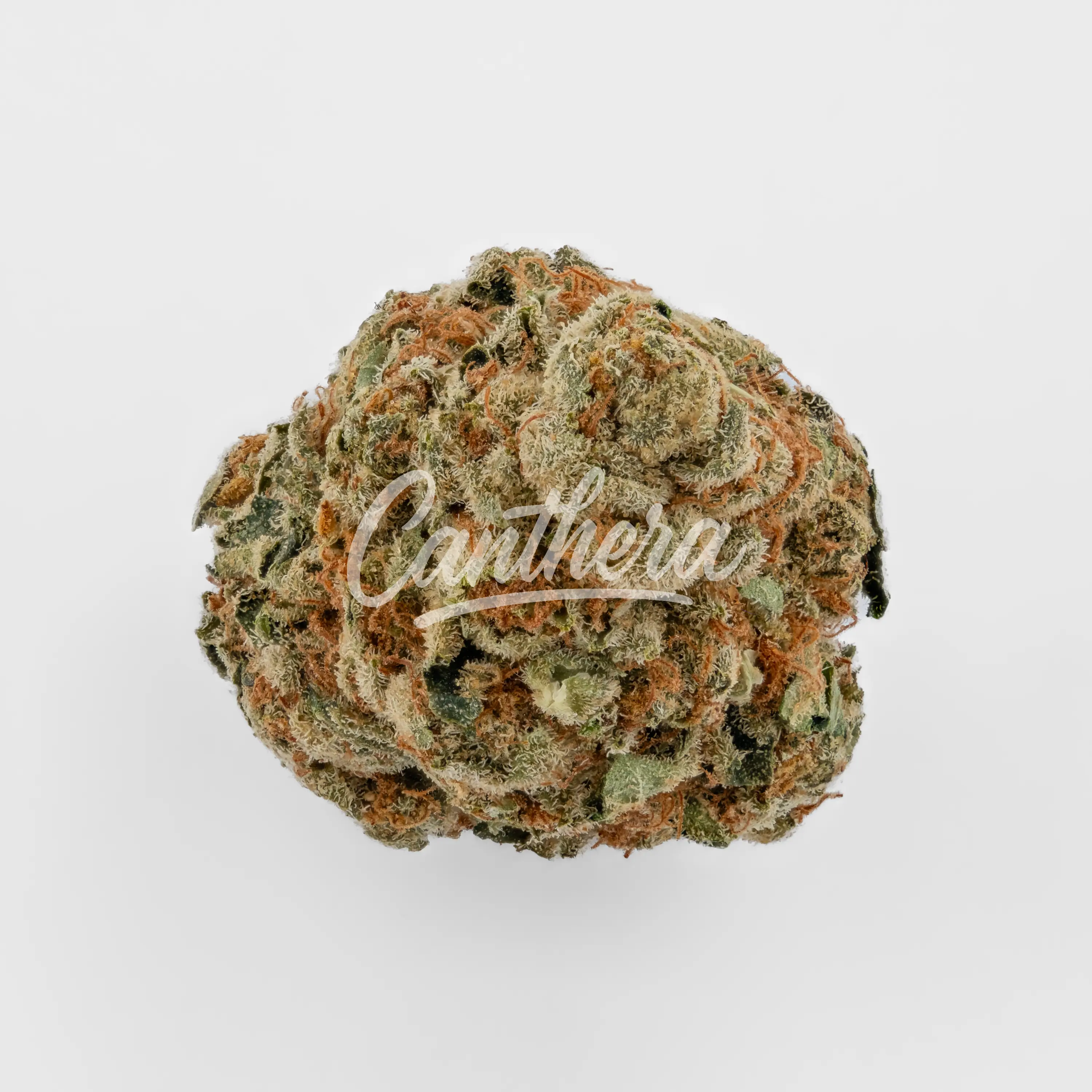 Nahaufnahme einer medizinischen Cannabisblüte