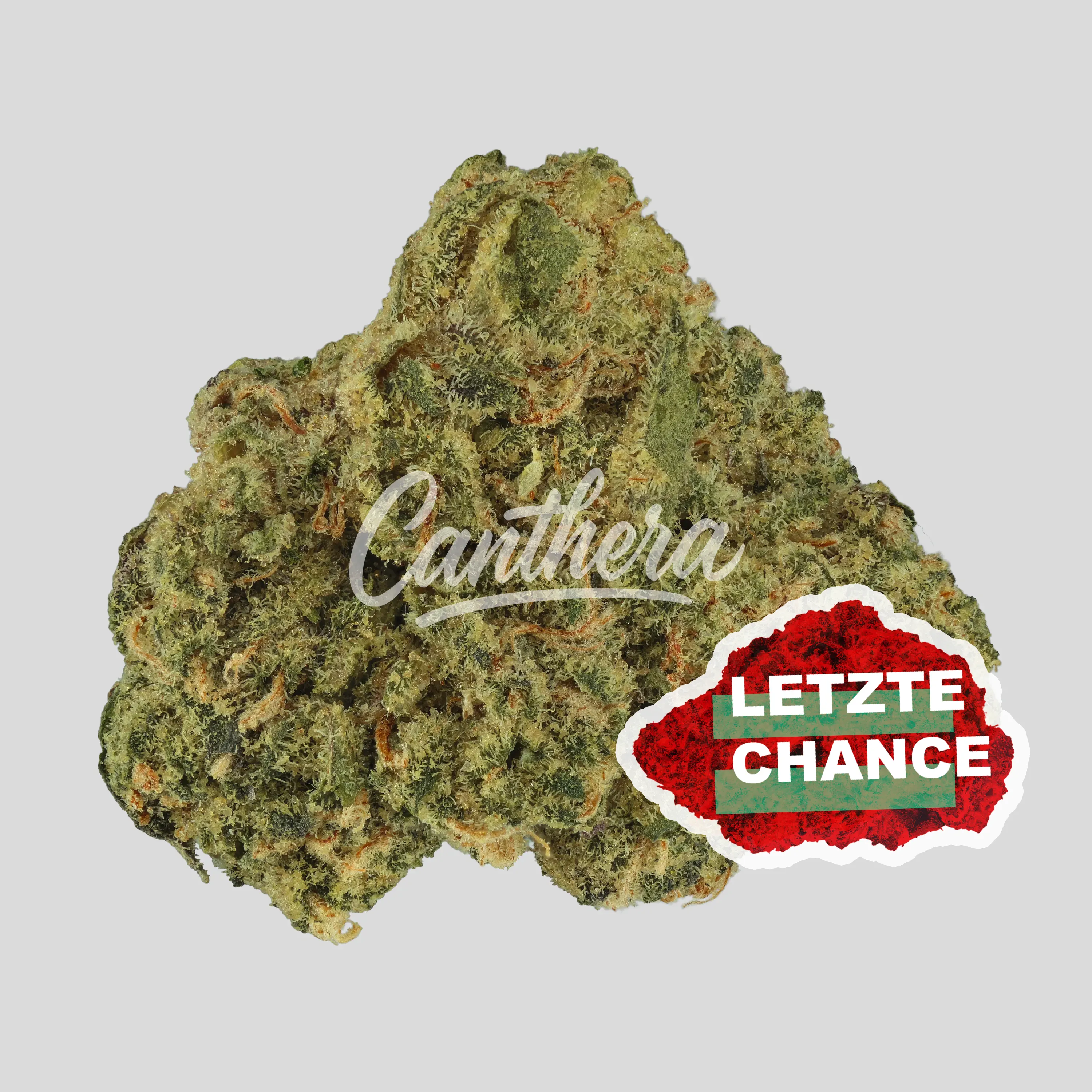 Demecan CORE OZK x CC 24:01 - OZ Kush x Coffin Candy