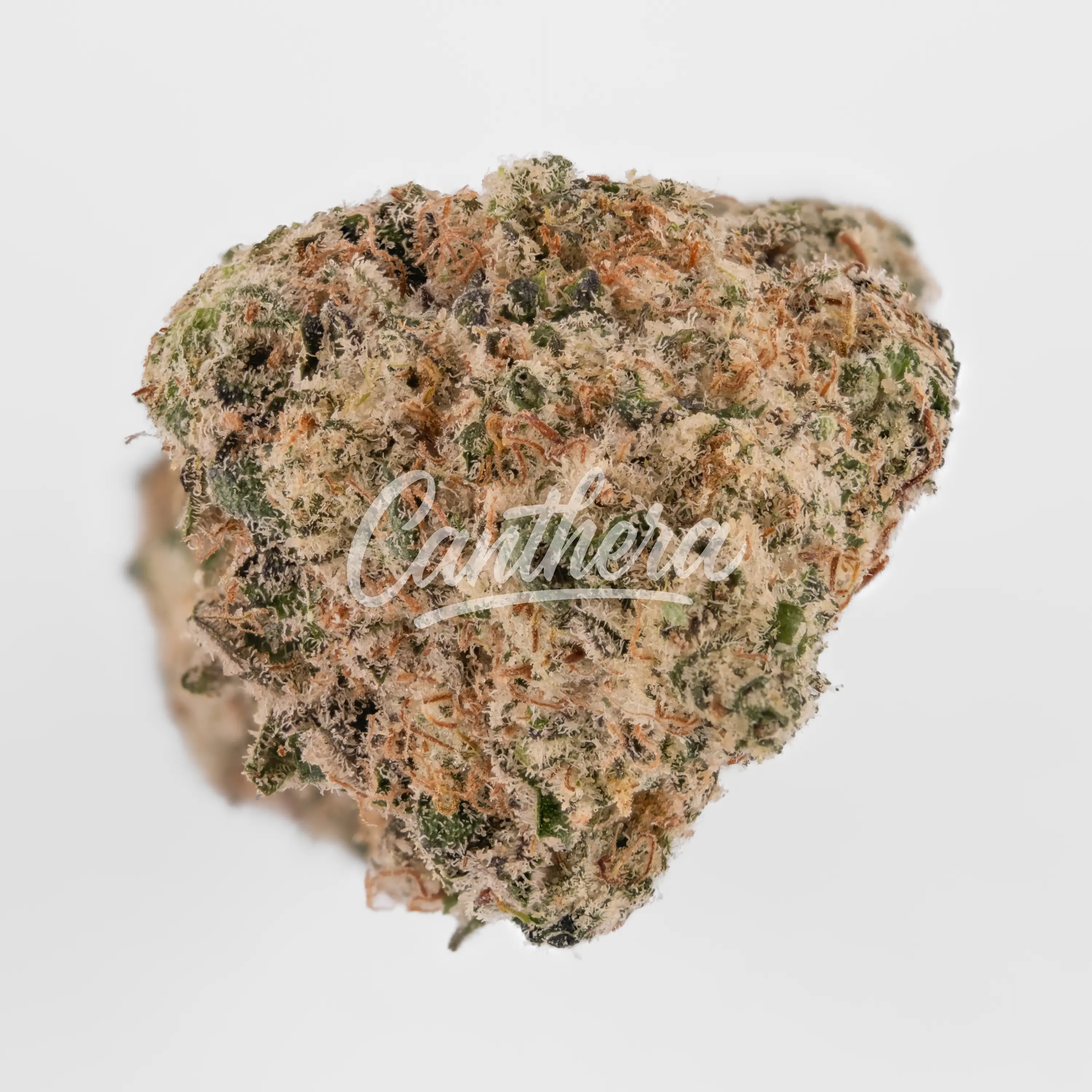 Nahaufnahme einer medizinischen Cannabisblüte