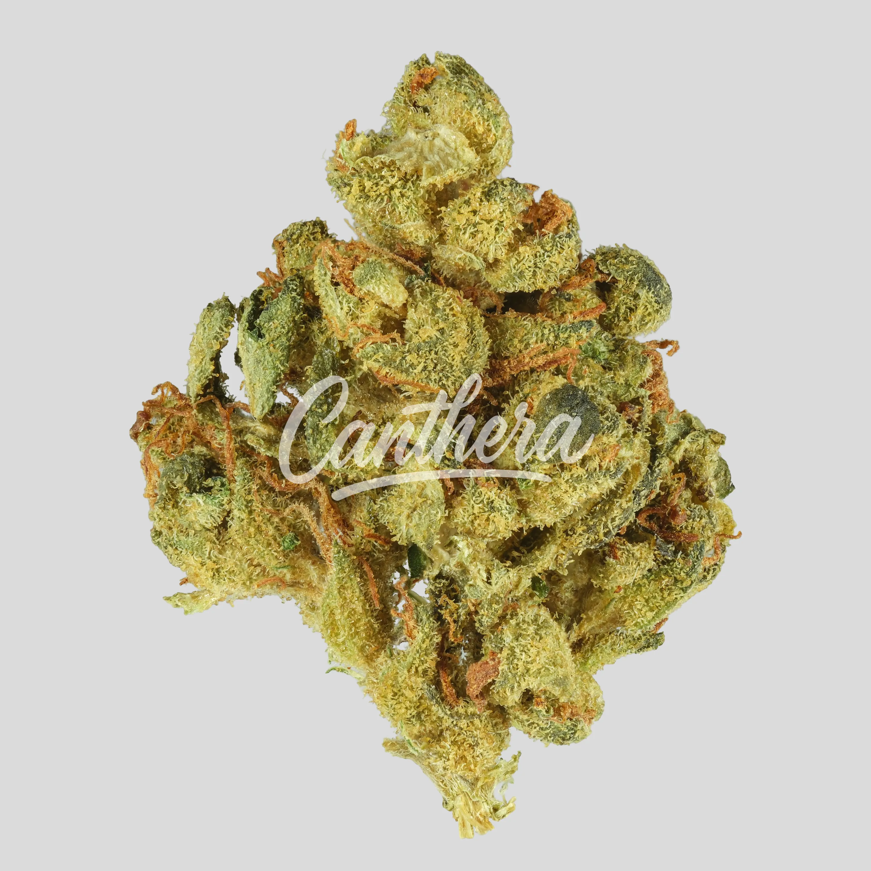 Cannamedical CM 24/1 - OG Kush