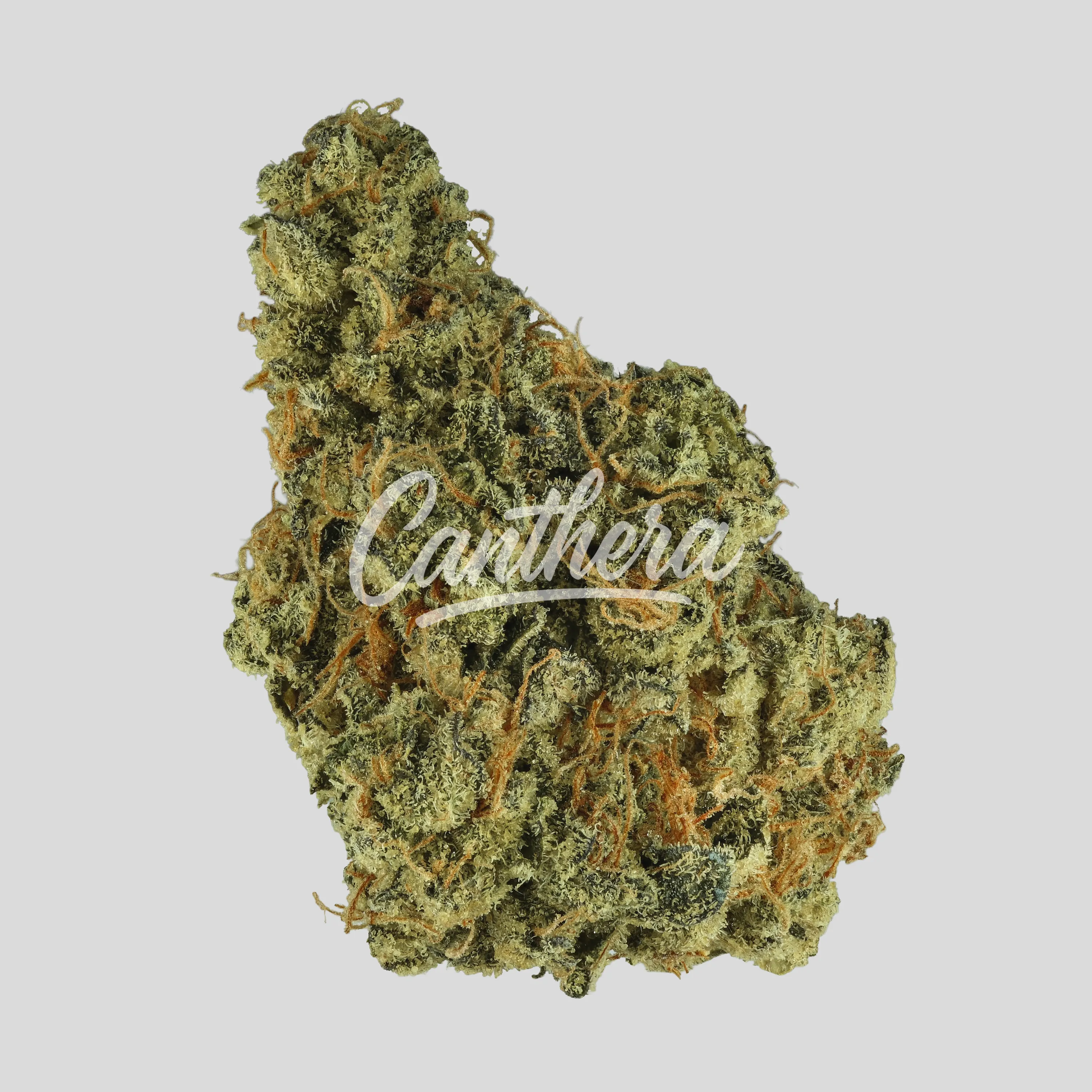 THC akut OHS 25 SF - Sherb Fritter