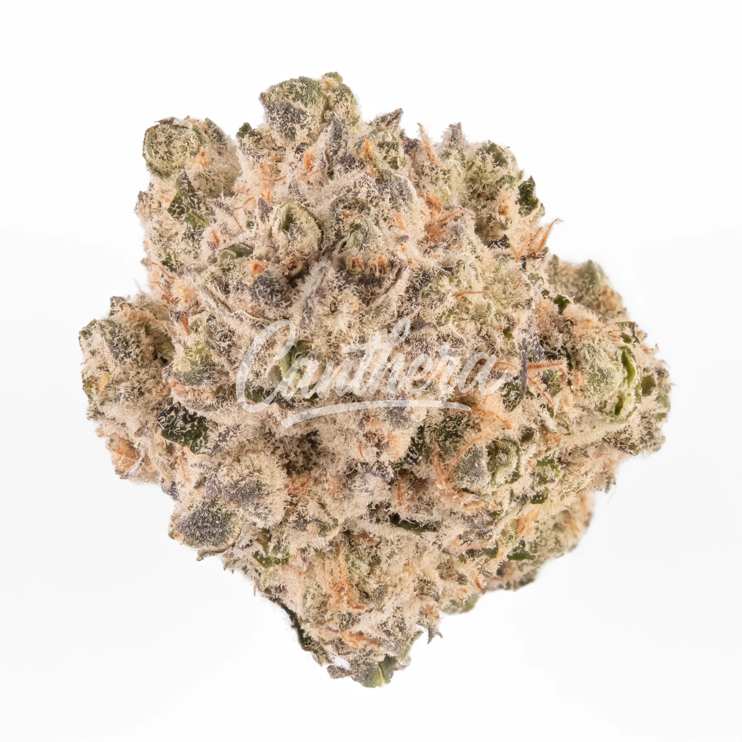 Enua BCP 22/1 - Black Cherry Punch 