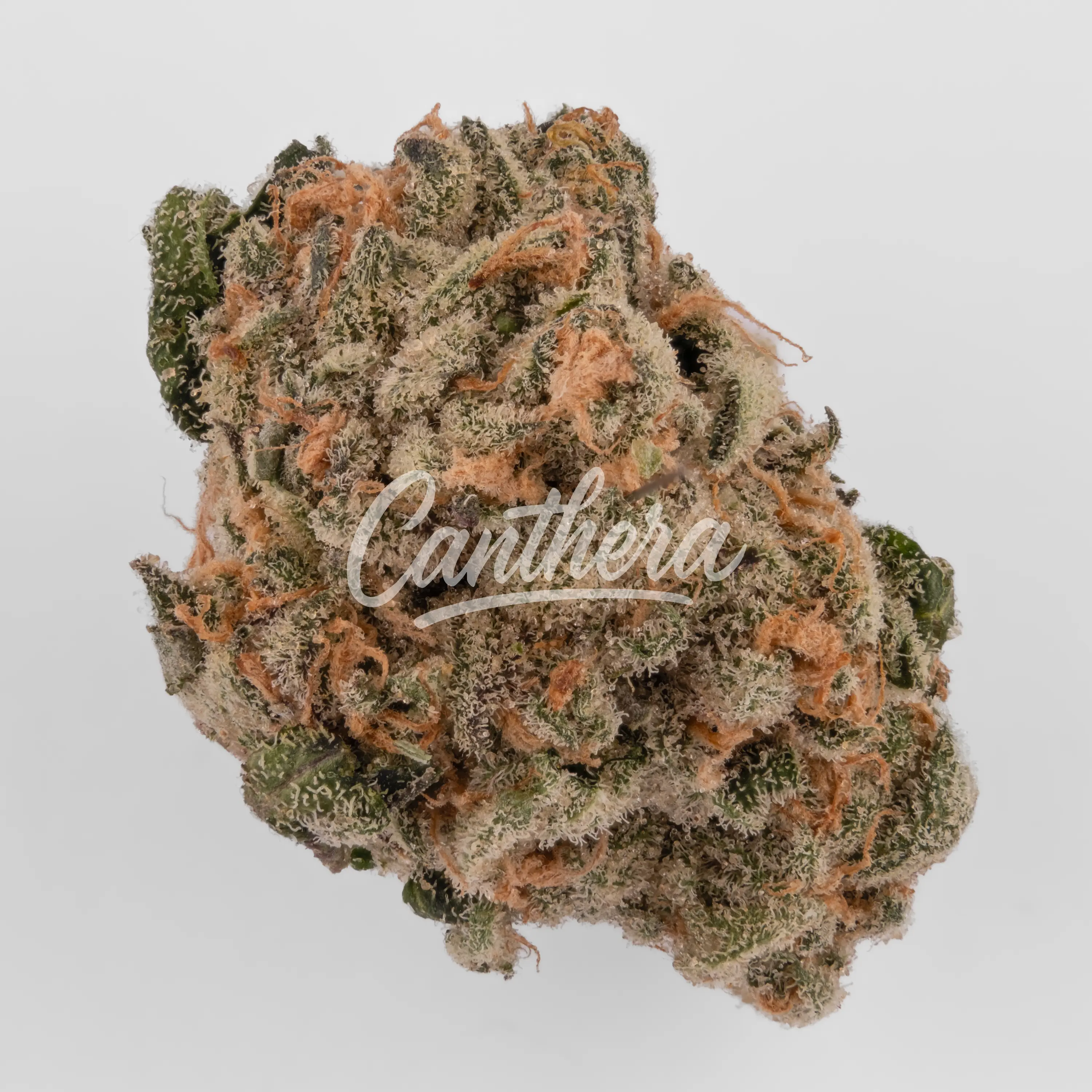 Demecan Core OZK x CC 24:01 - OZ Kush x Coffin Candy Nahaufnahme einer medizinischen Cannabisblüte