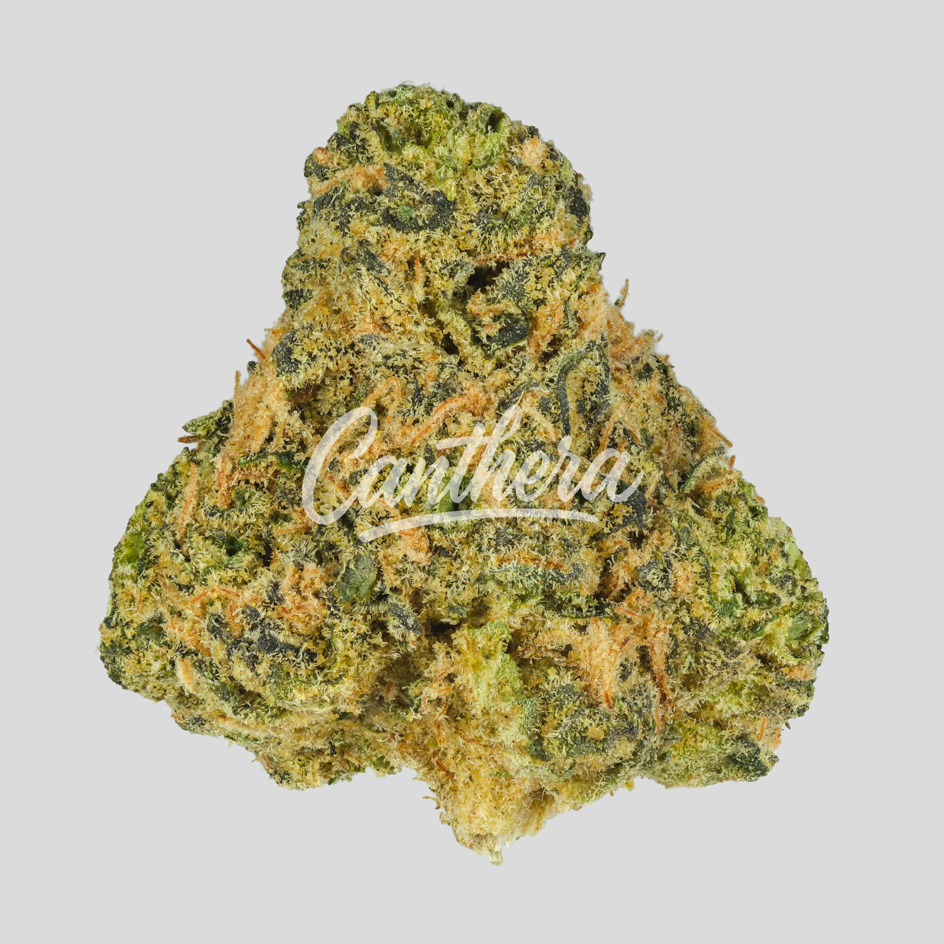 Pedanios 25/1 FLH-CA - Frozen Lemon Haze