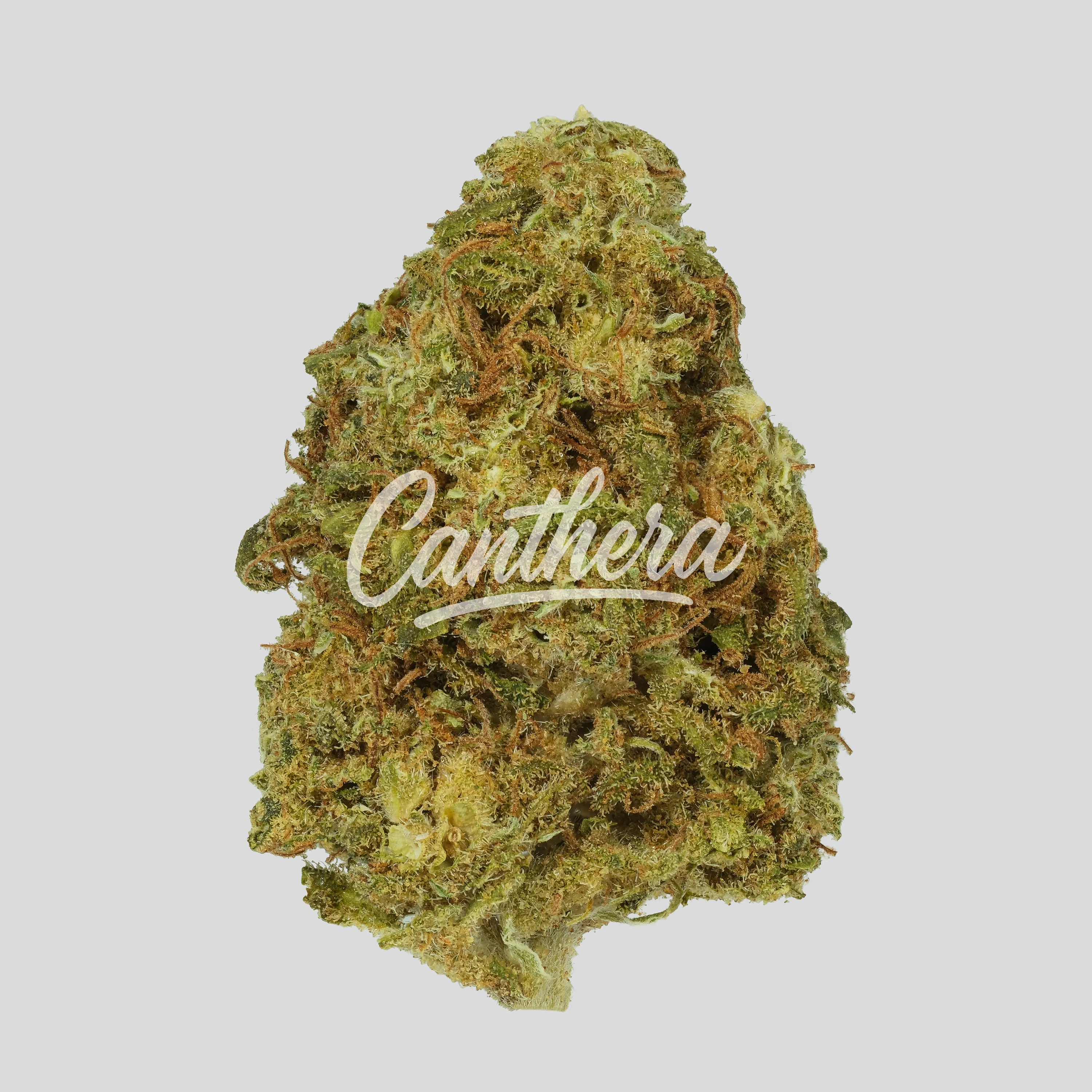 Social Choice! 18/1 MCP GMO