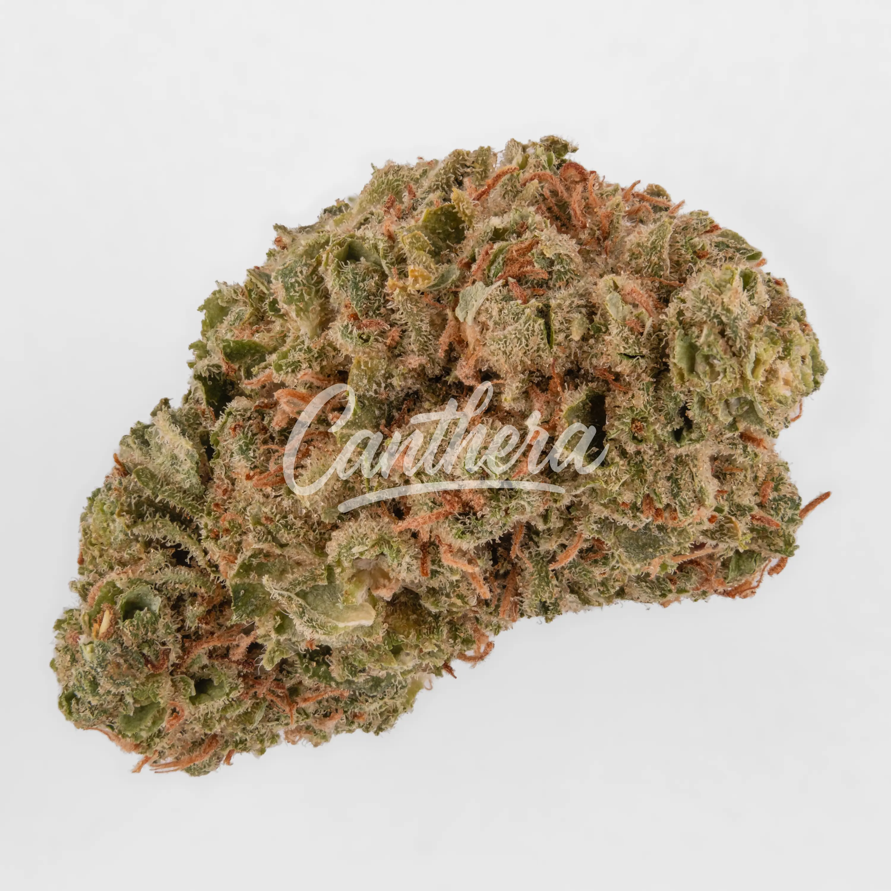 Cannamedical CM 20/1 CRM - Creamy Kee's No.5 Nahaufnahme einer medizinischen Cannabisblüte