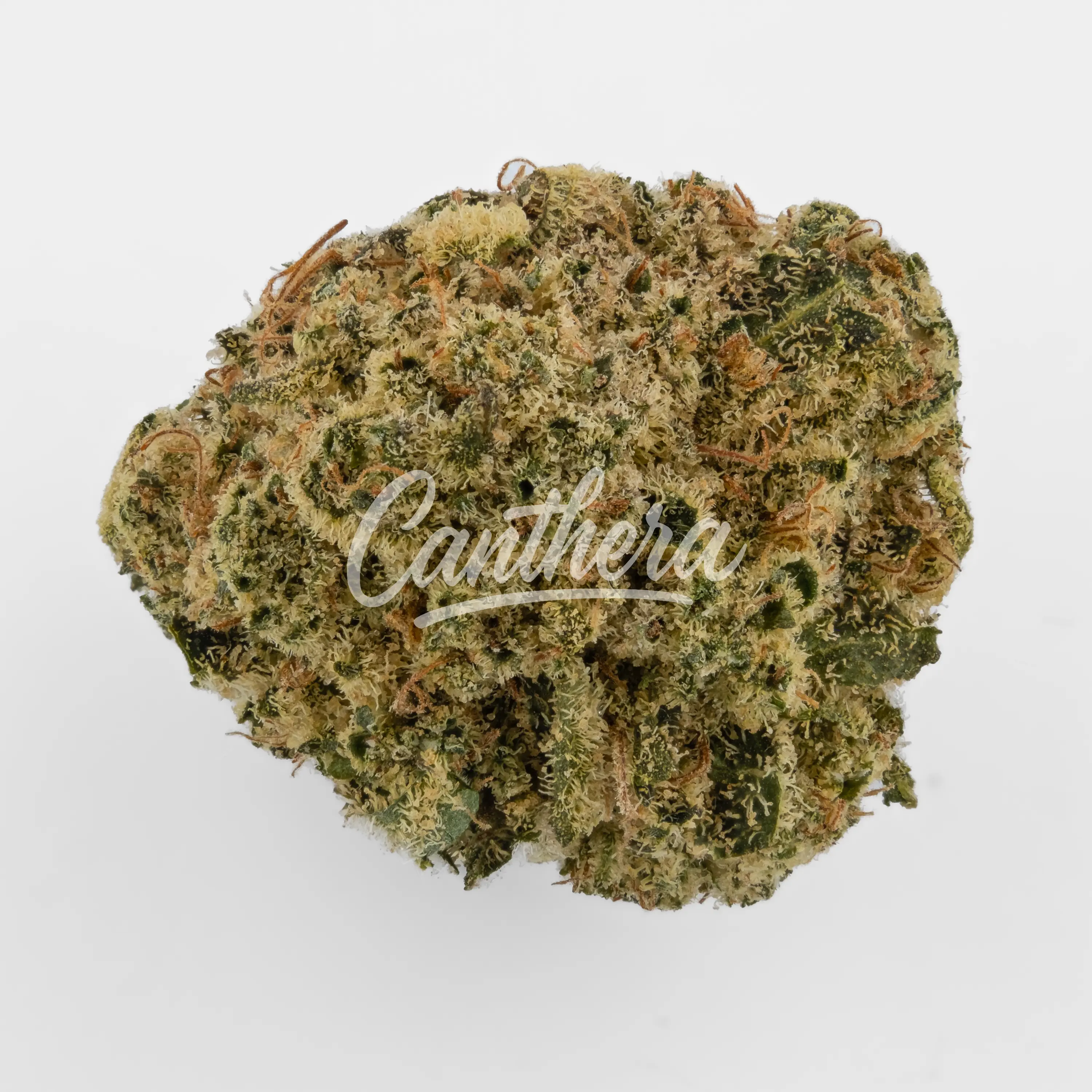 Nahaufnahme einer medizinischen Cannabisblüte