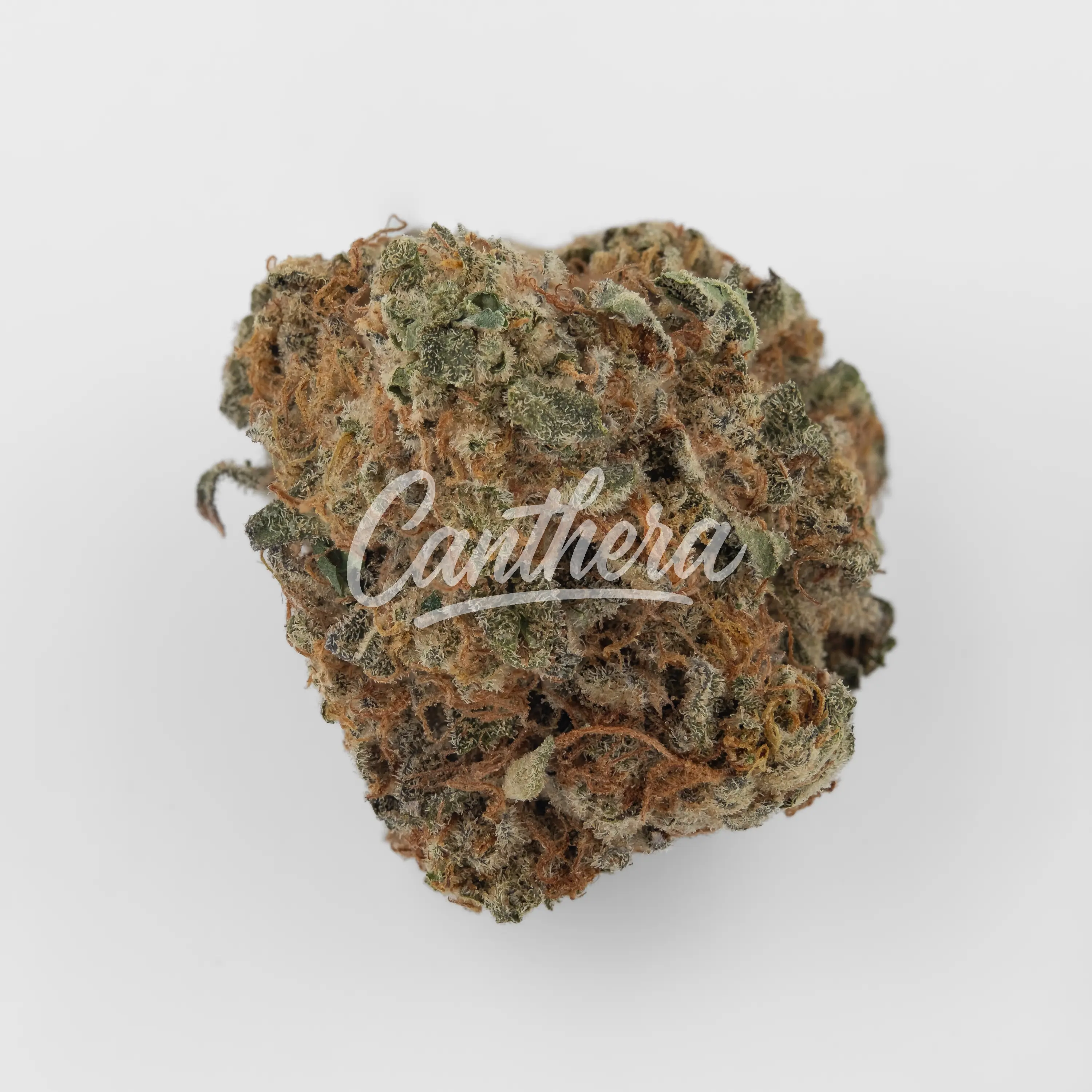 Cannamedical Sativa Forte venomZ Eve Nahaufnahme einer medizinischen Cannabisblüte