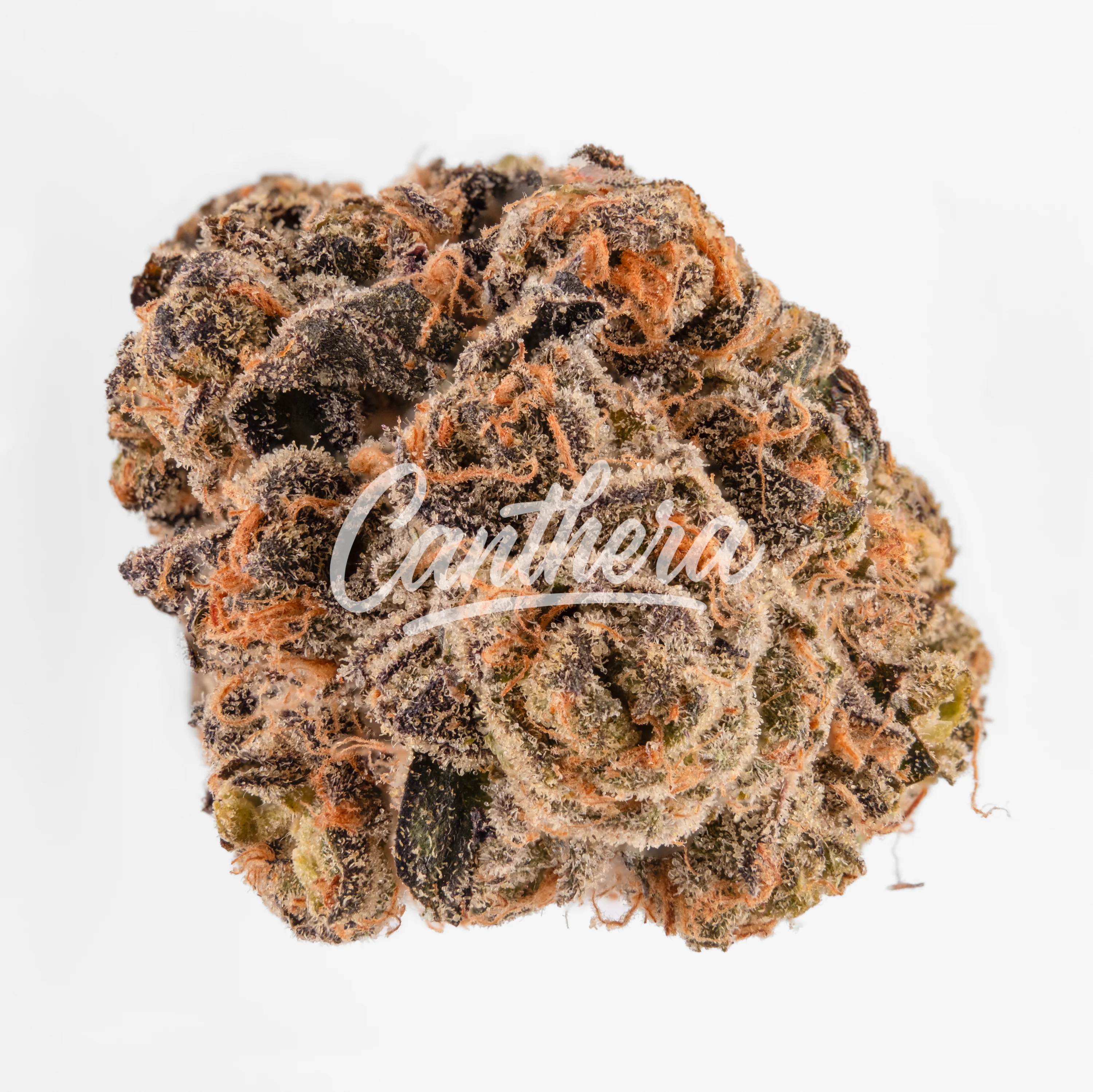 TYSON 2.0 24/1 Exodus