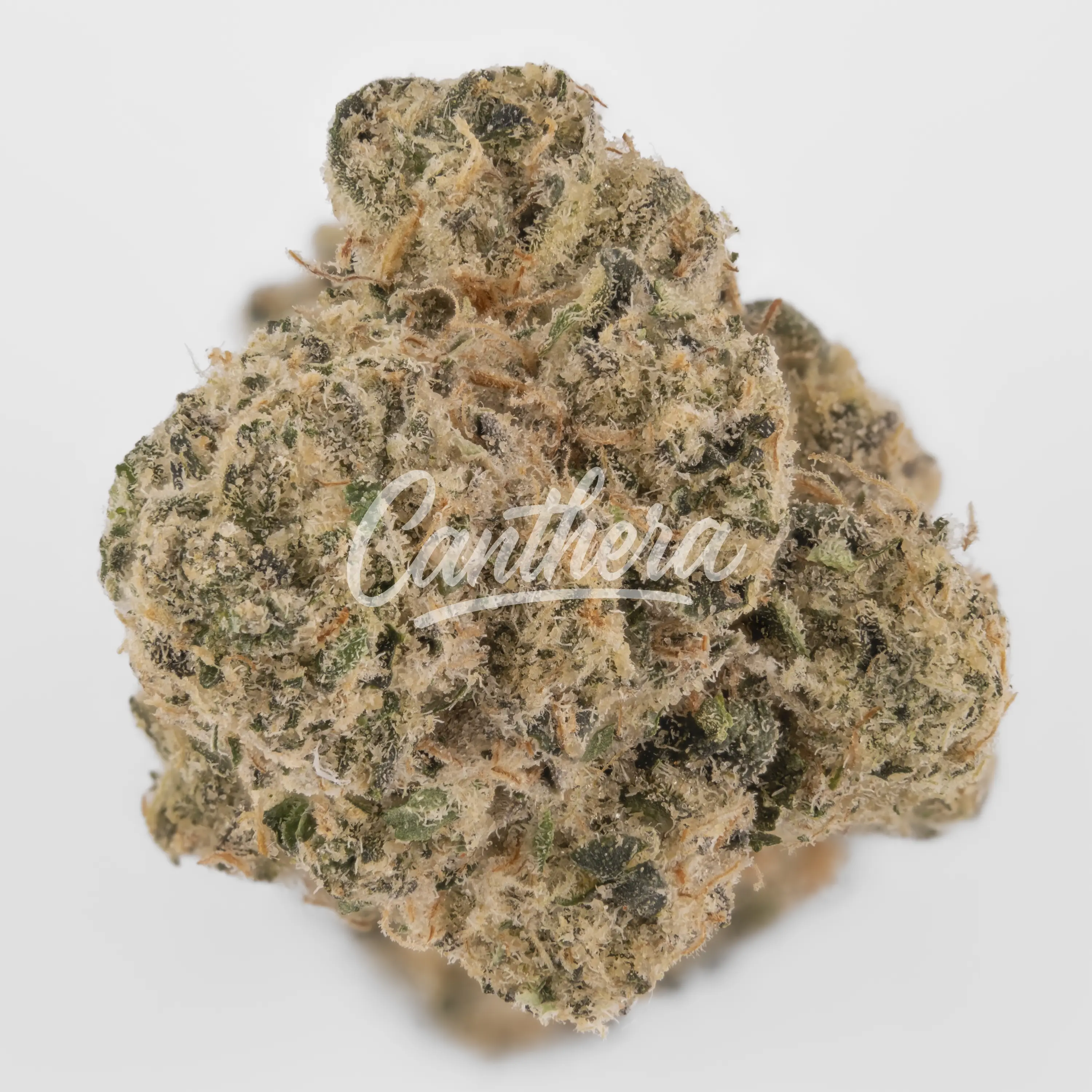 Nahaufnahme einer medizinischen Cannabisblüte