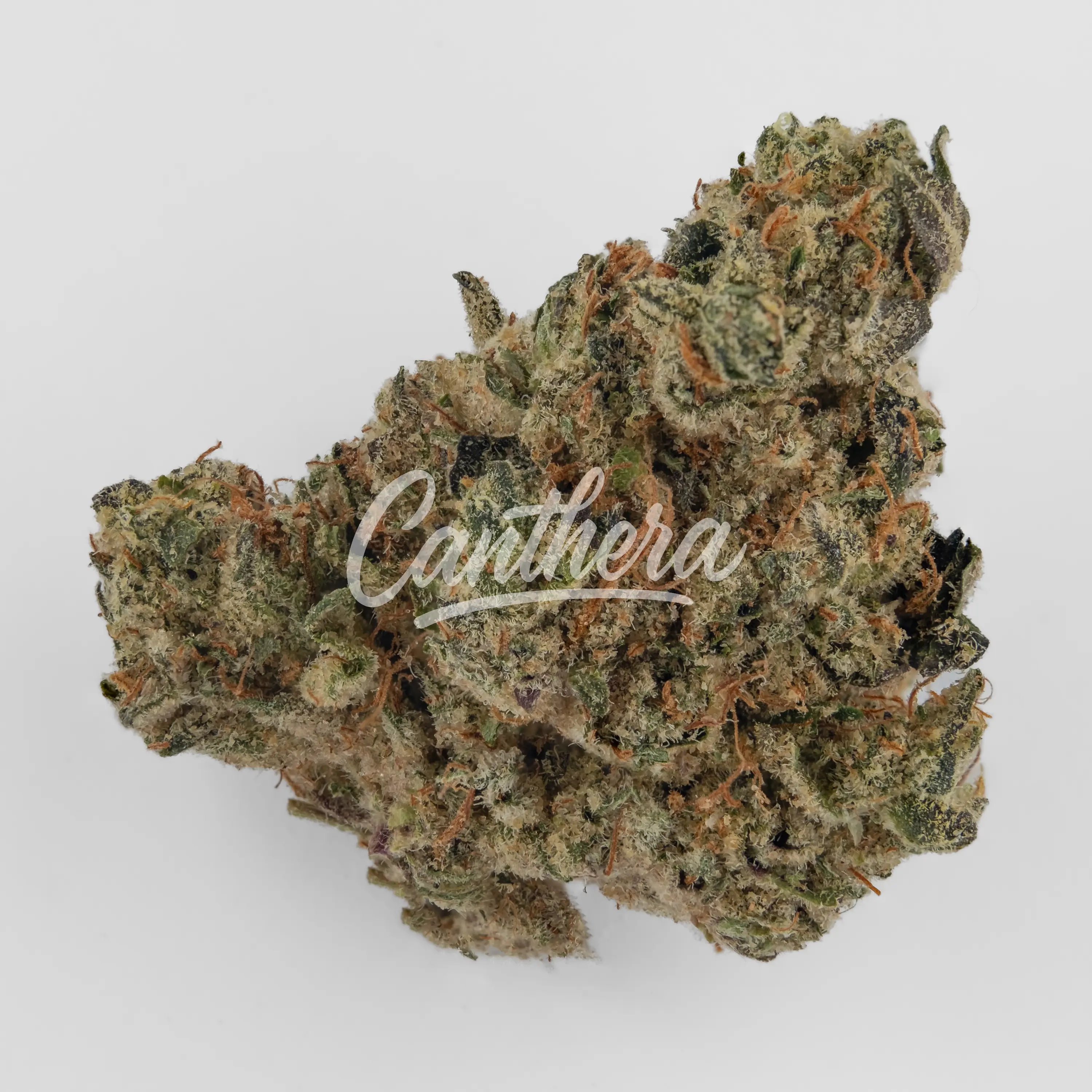 Cannamedical CM 30/1 DM Diamond Mints Nahaufnahme einer medizinischen Cannabisblüte