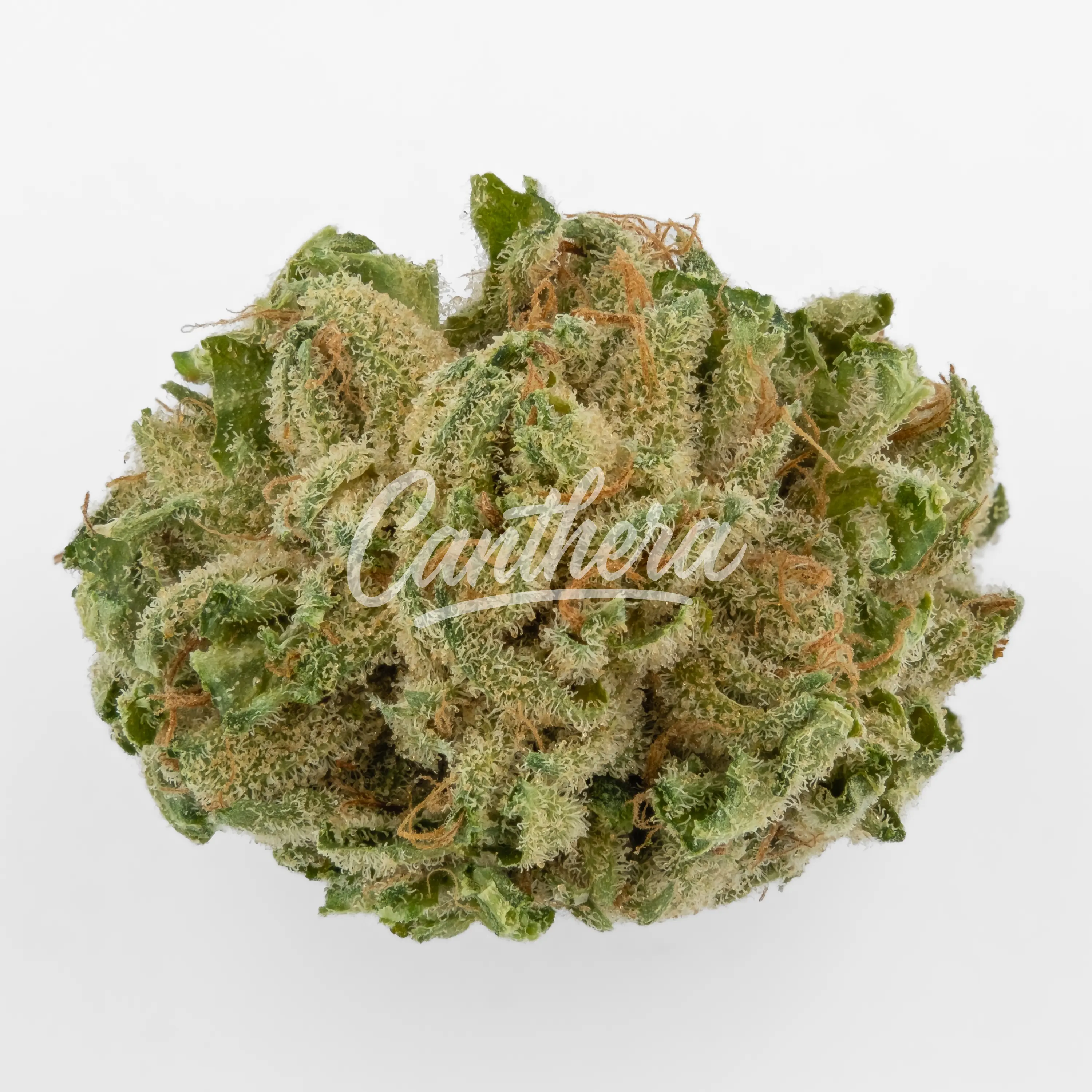 Tilray THC 18 Spotlight Porto - Rockstar