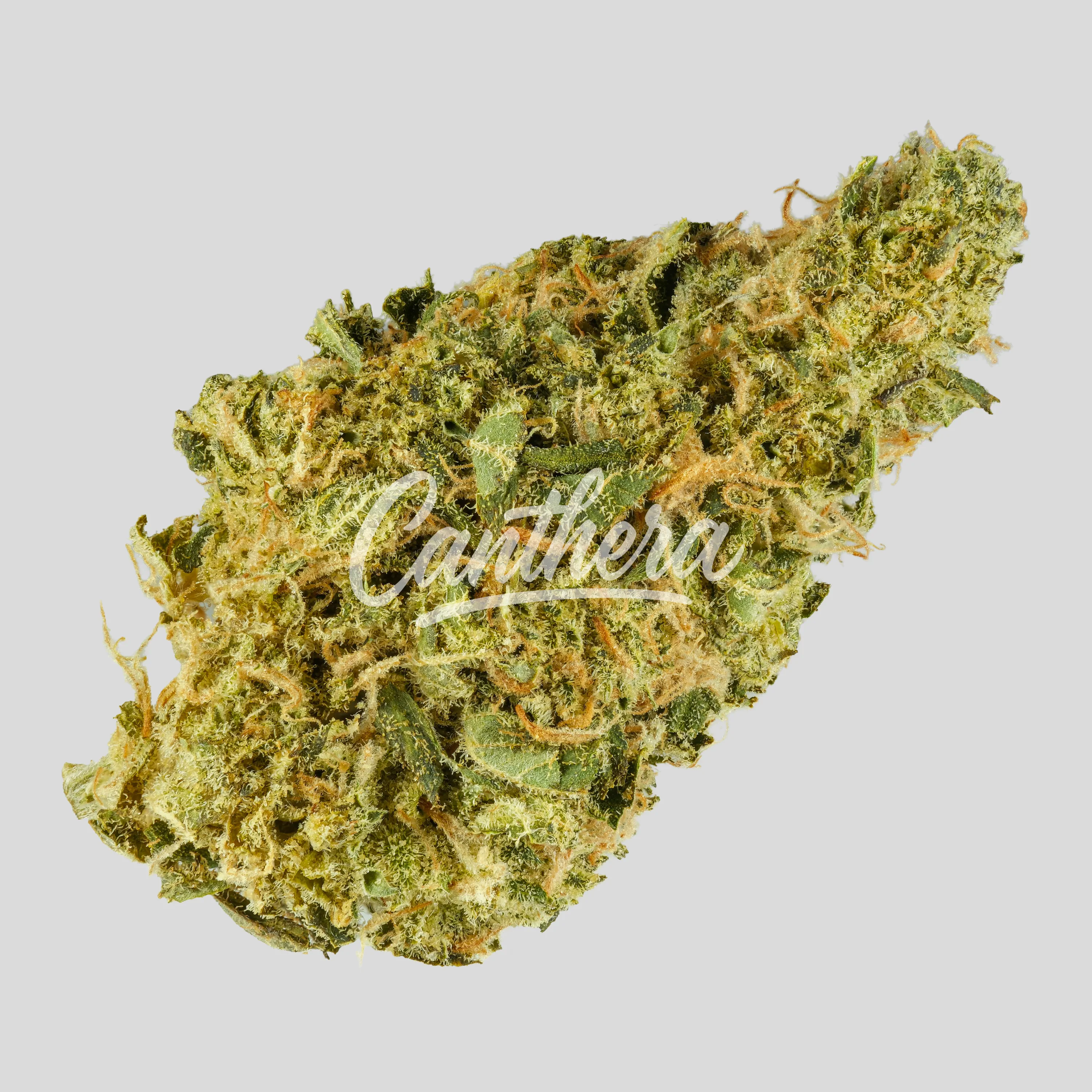 Luana 24/1 APE - Sour Ape Luana 24/1 APE - Sour Ape