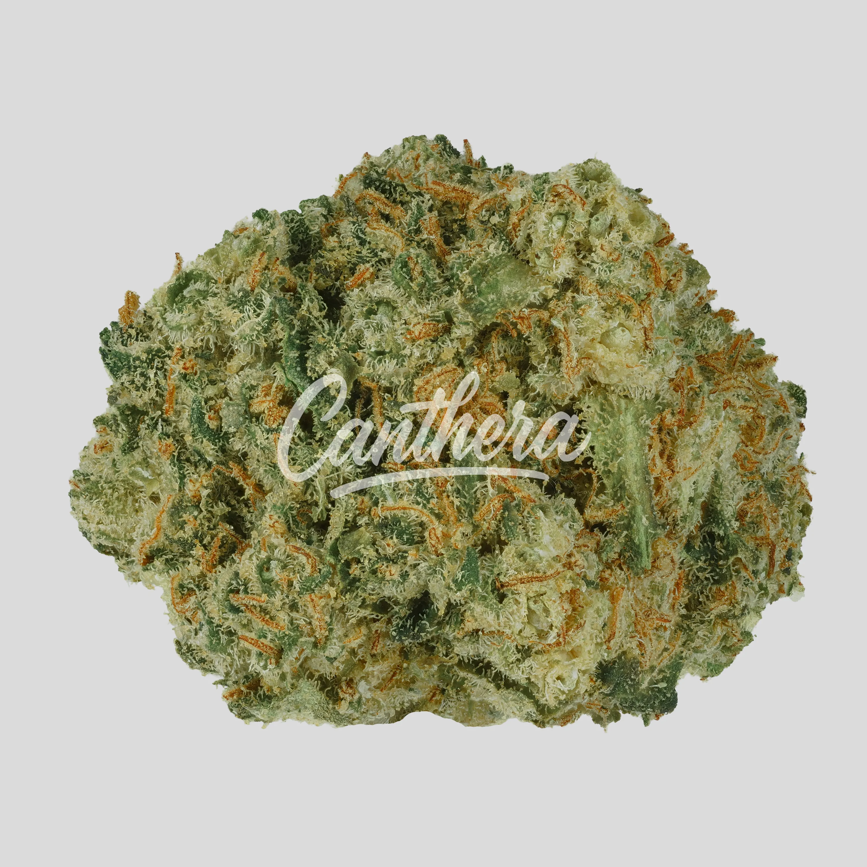 Canopy JH 21/1 - Jack Haze Canopy JH 21/1 - Jack Haze