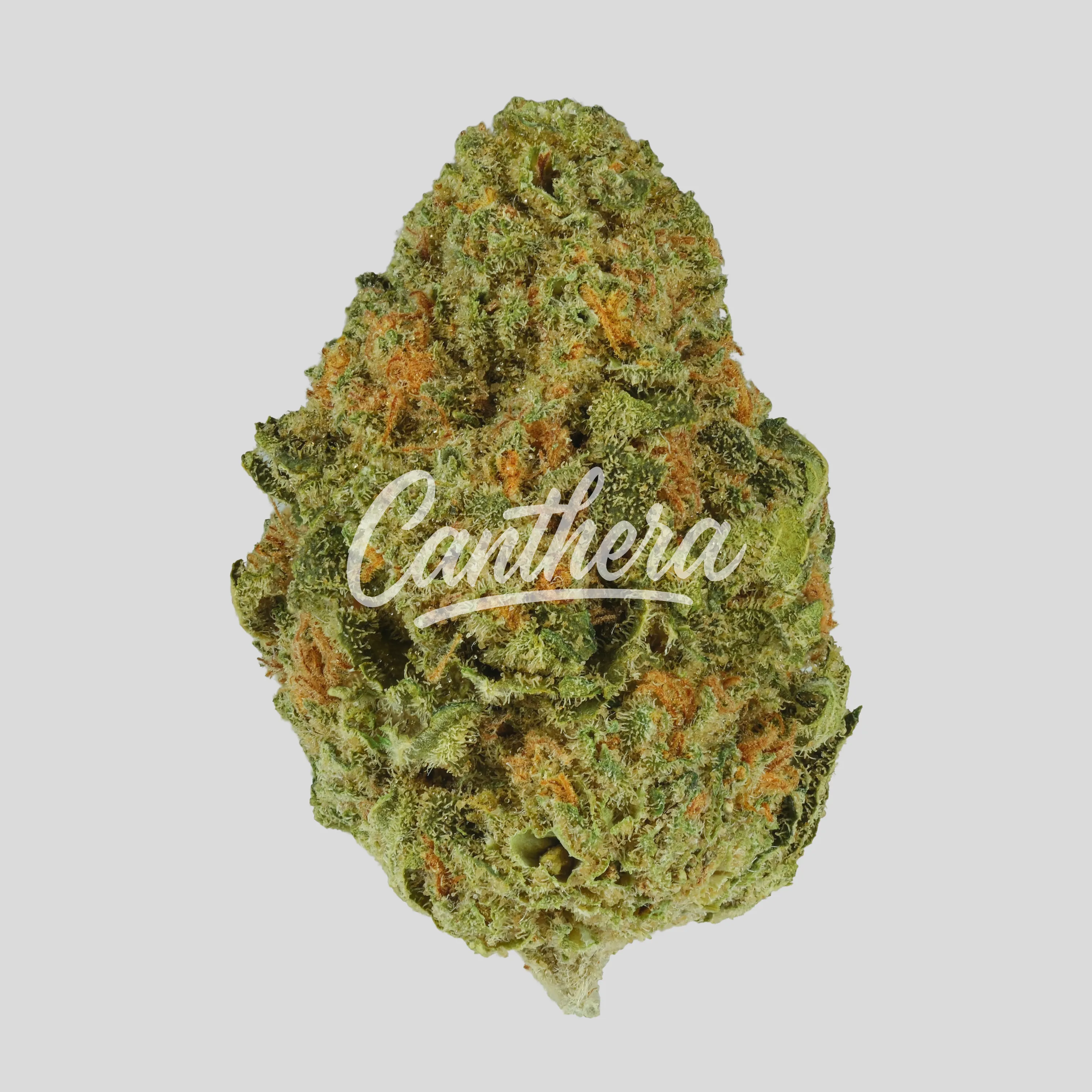 Mediprocan Lunaris 23/1 - Paradiso Mediprocan Lunaris 23/1 - Paradiso