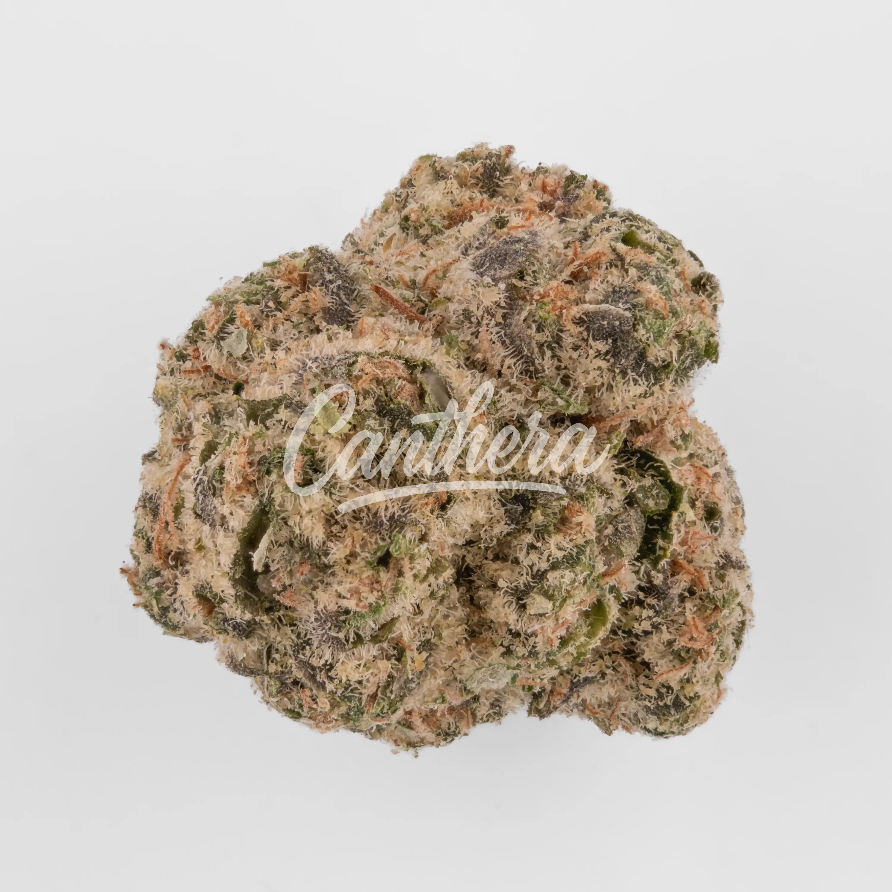 Nahaufnahme einer medizinischen Cannabisblüte