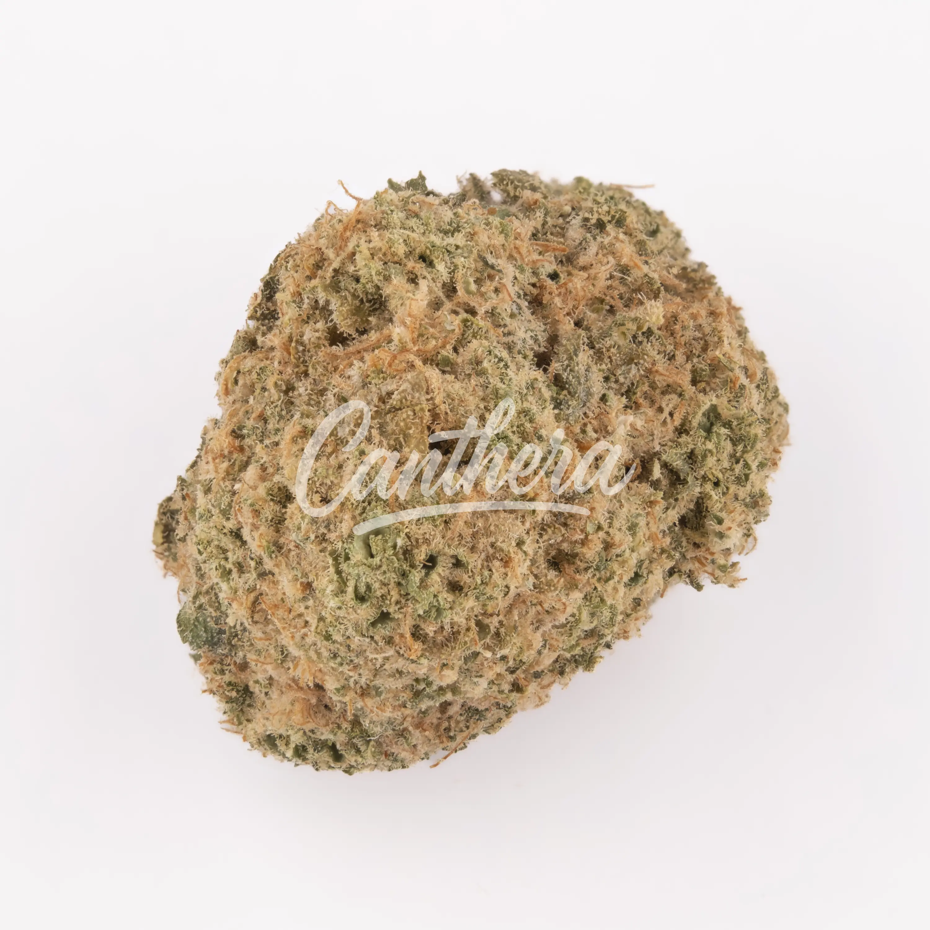 All Nations LT 25/1 - Lemon Tartz Nahaufnahme einer medizinischen Cannabisblüte